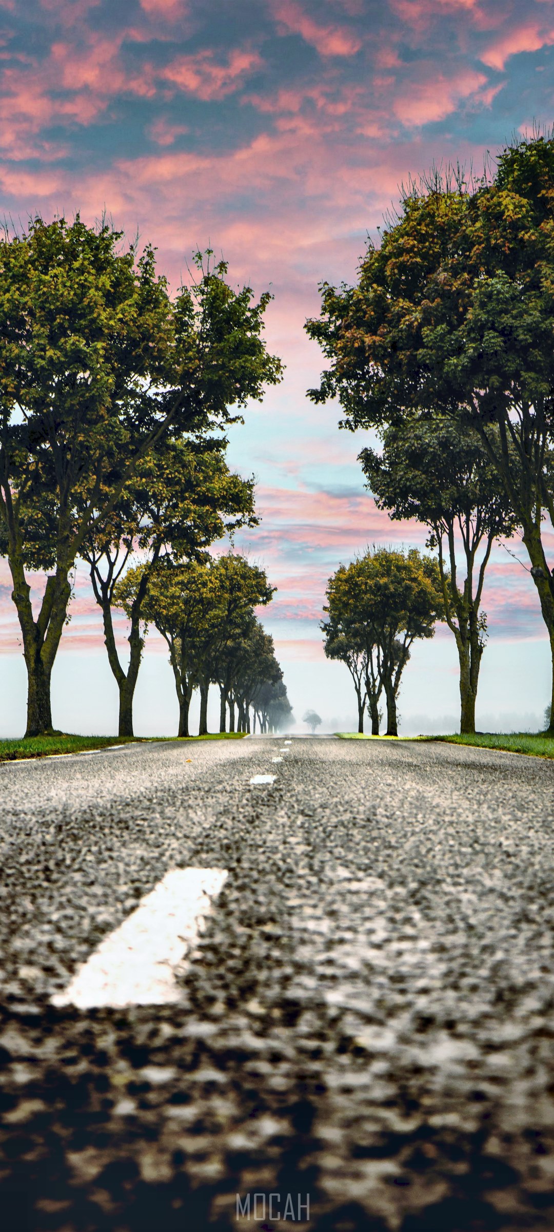 Tree lined road with pink and blue sky HD Phone Wallpaper