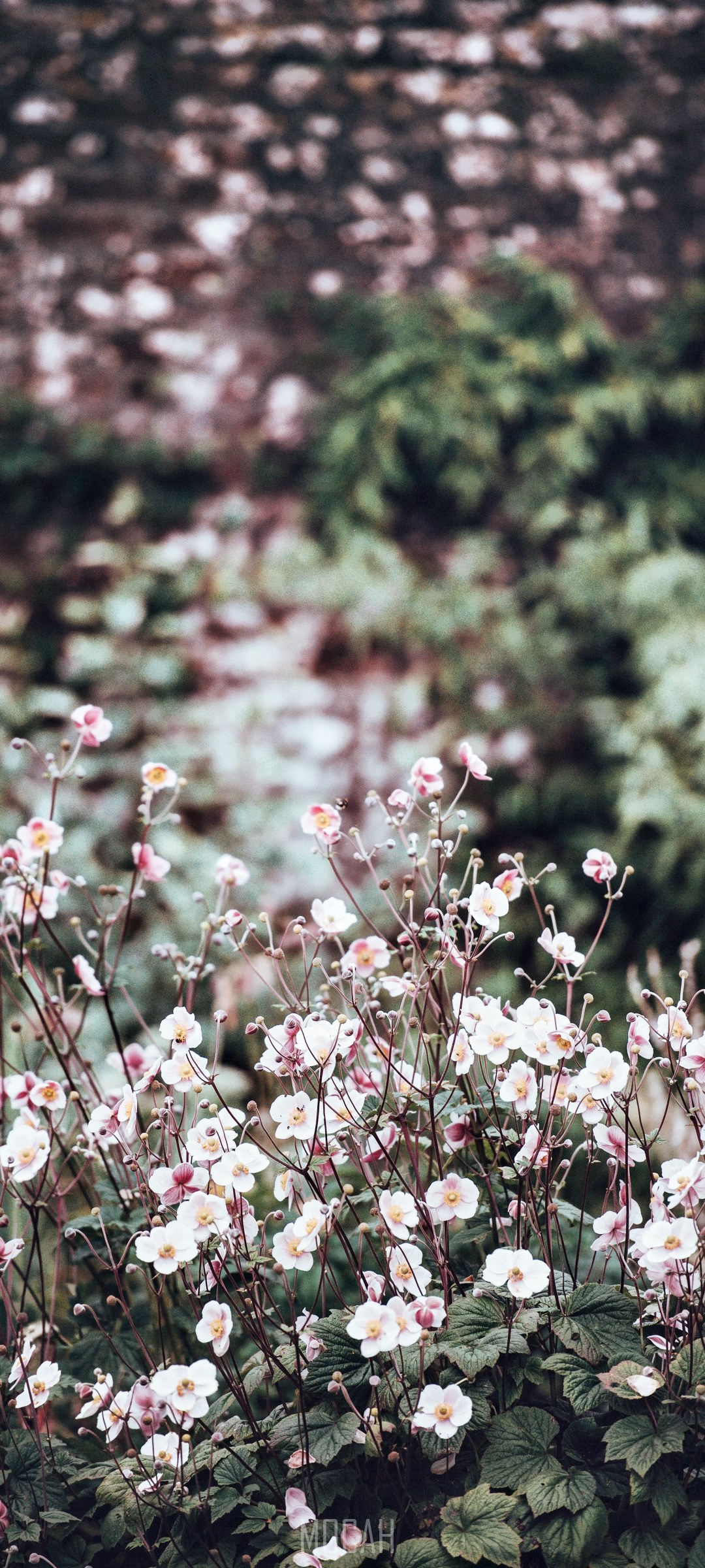 Pink and white anemone flowers in a garden HD Phone Wallpaper
