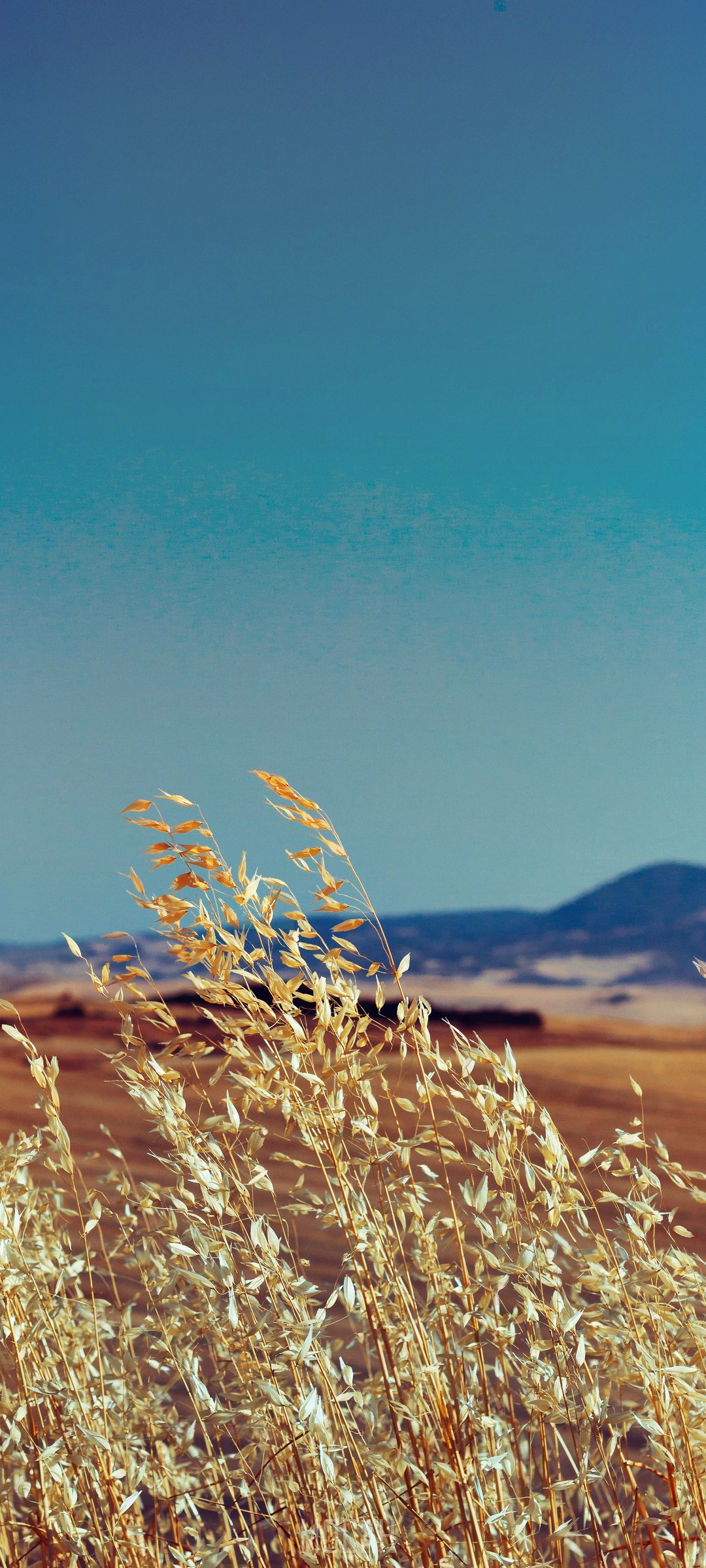 Oppo Reno3 Vitality Field HD Phone Wallpaper