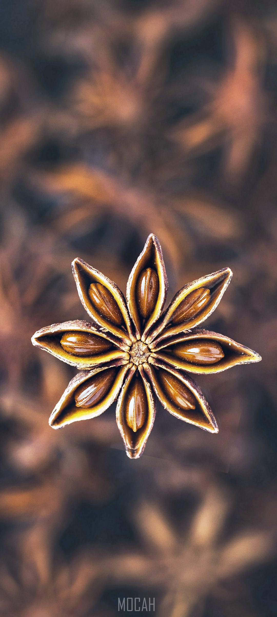 Close-up of a star anise spice HD Phone Wallpaper