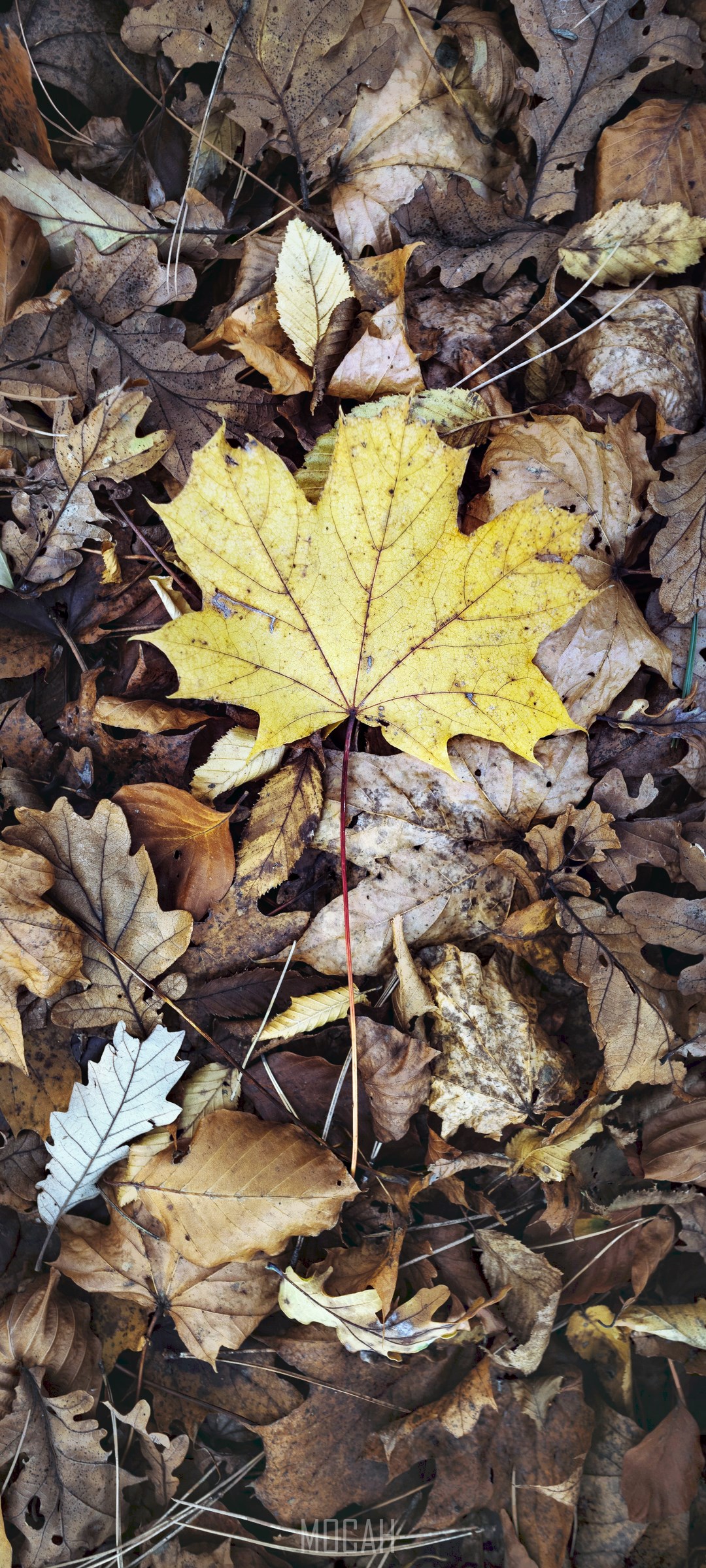 Yellow Maple Leaf on Forest Floor HD Phone Wallpaper