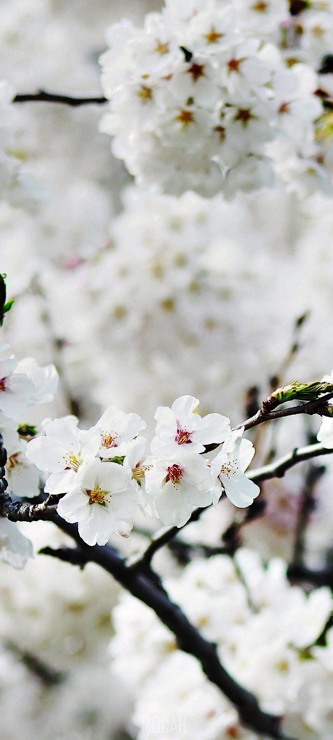 Cherry blossom branch in full bloom HD Phone Wallpaper