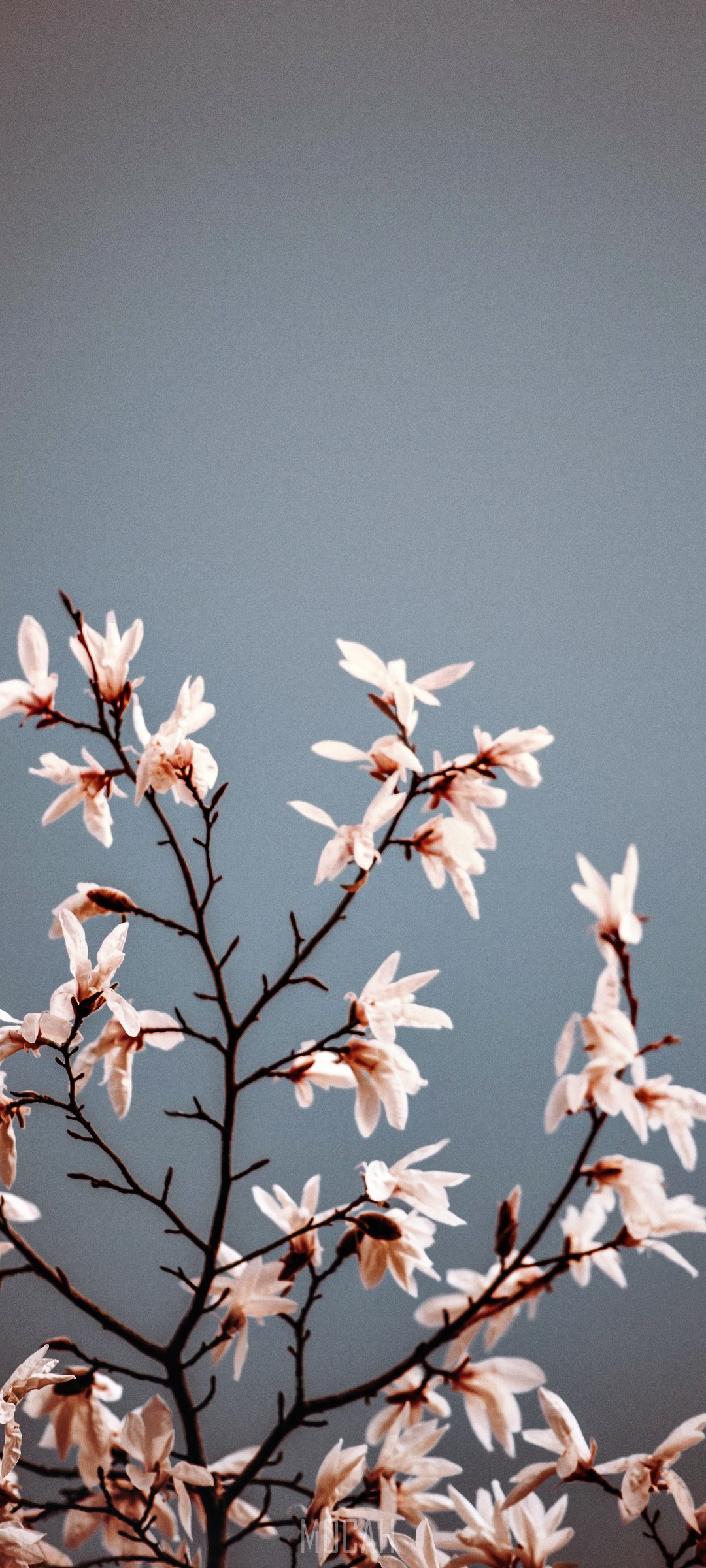 White Magnolia Blossoms on Blue Sky HD Phone Wallpaper