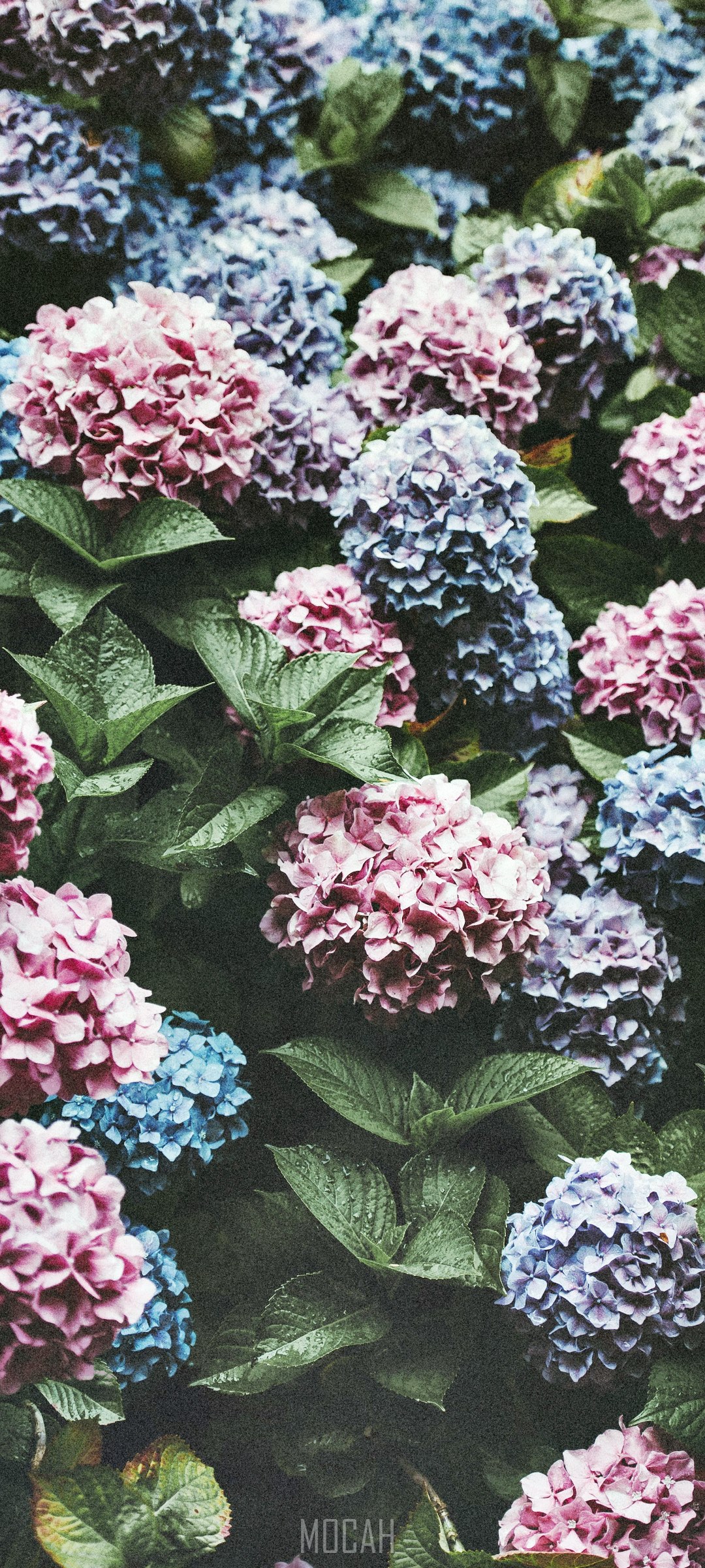 Blue and Pink Hydrangeas HD Phone Wallpaper