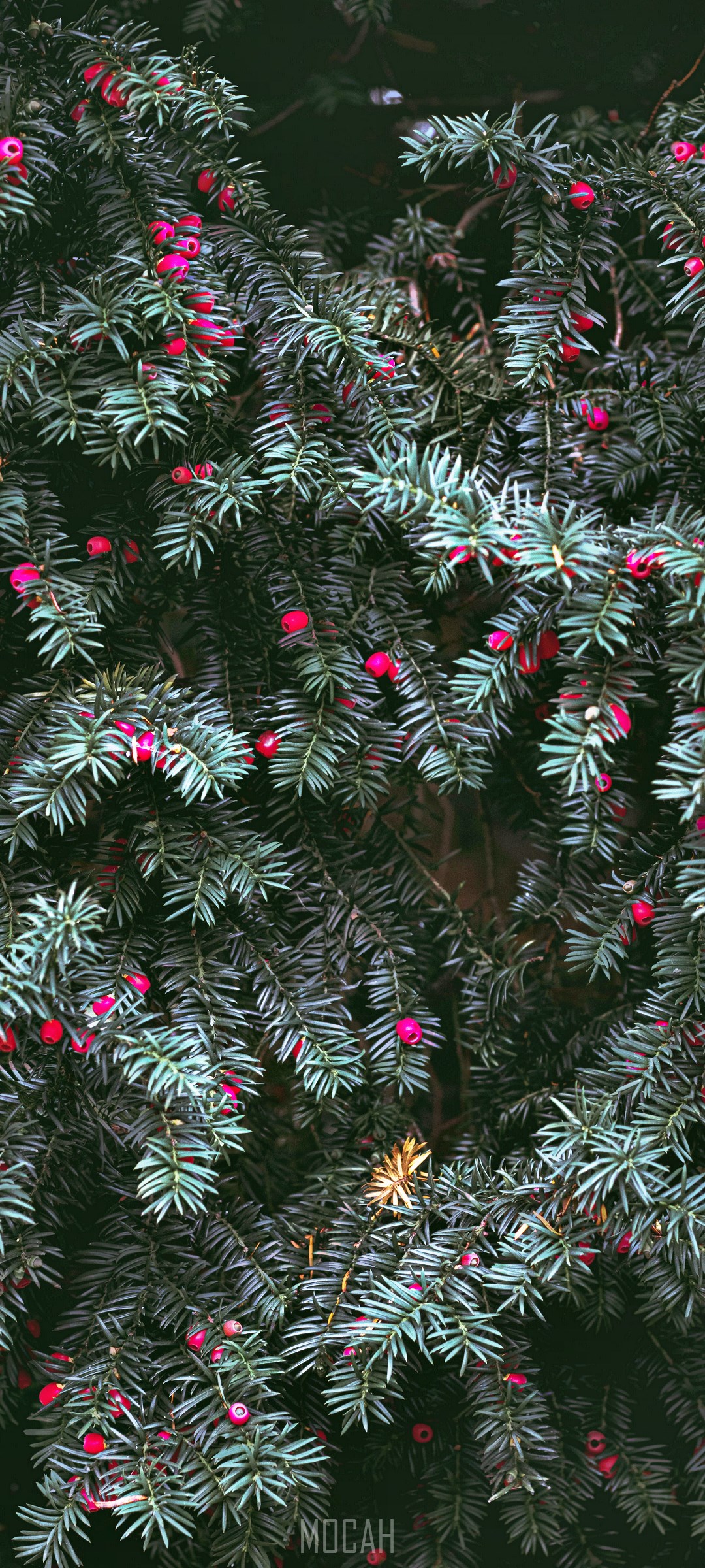 Yew tree branches with red berries HD Phone Wallpaper