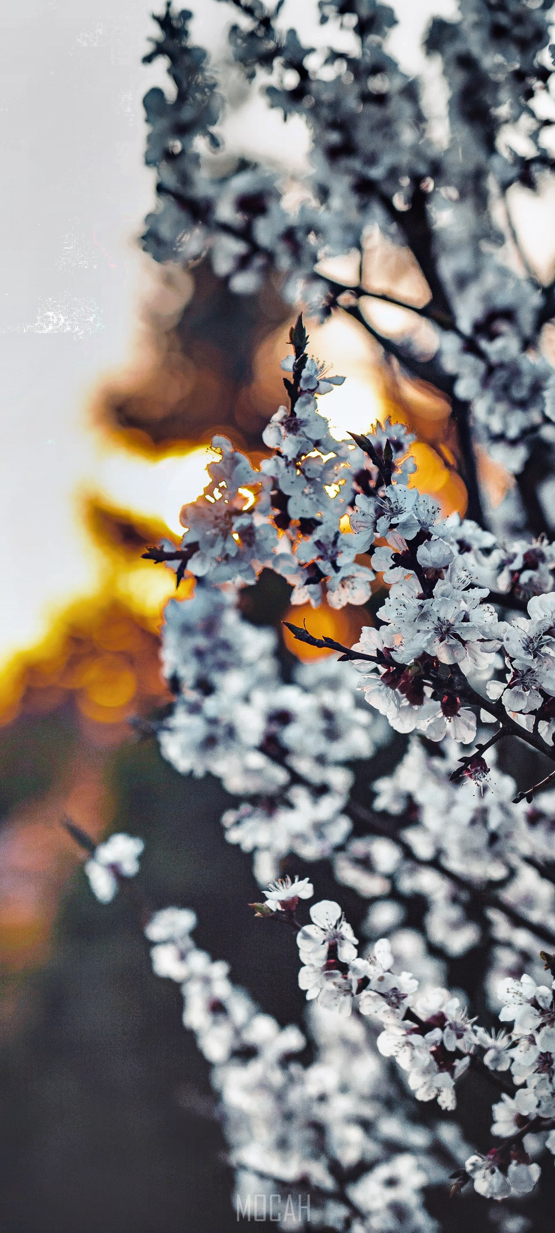 Close-up of blooming cherry blossom branches at sunset HD Phone Wallpaper