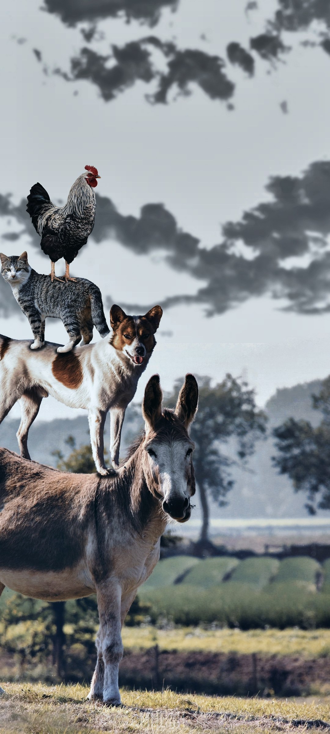 Donkey, Dog, Cat, and Rooster stacked on each other HD Phone Wallpaper