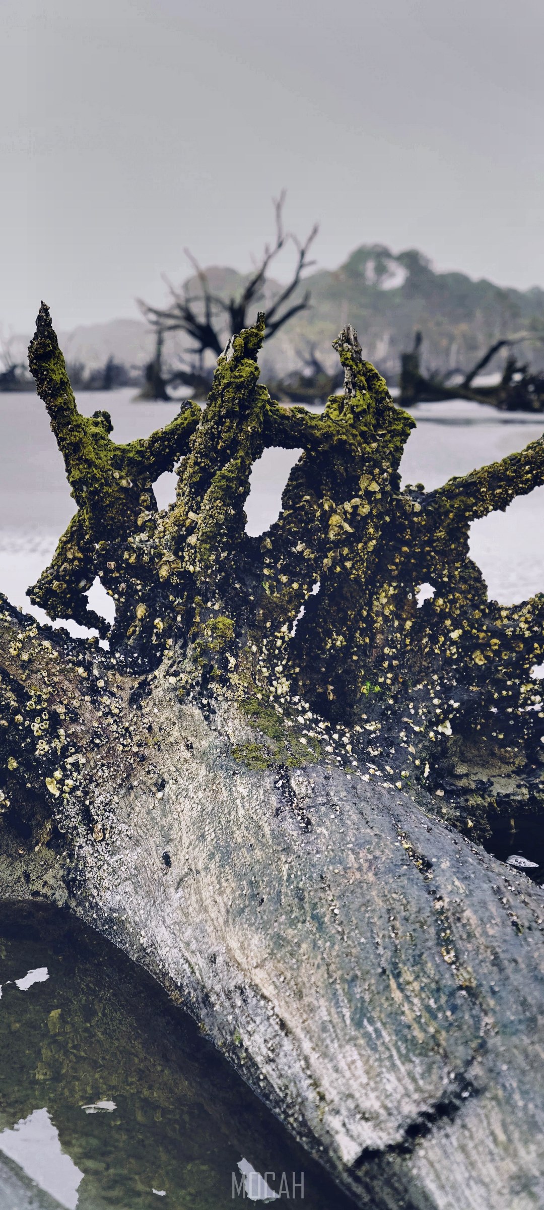 Mossy driftwood on a misty beach HD Phone Wallpaper