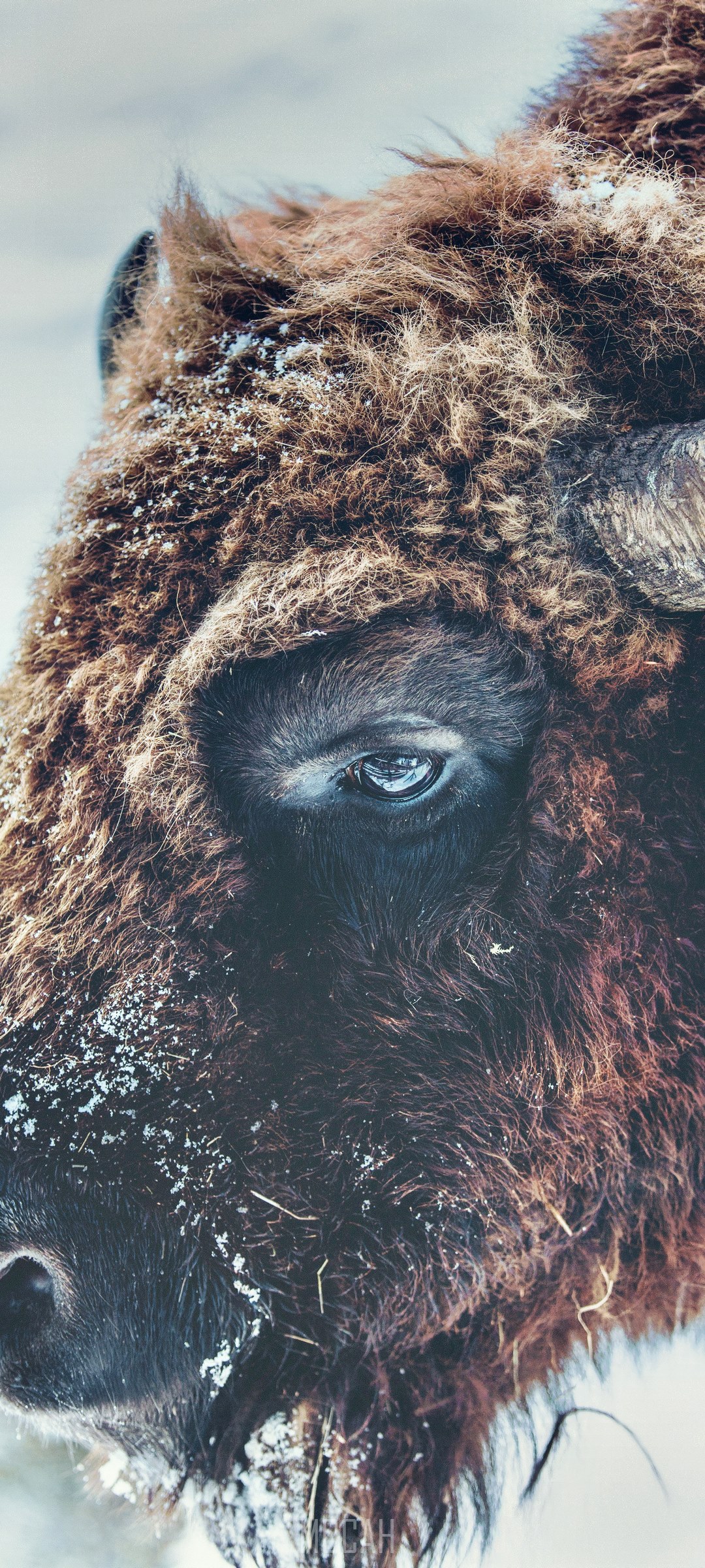 Bison with snow on its face in winter HD Phone Wallpaper