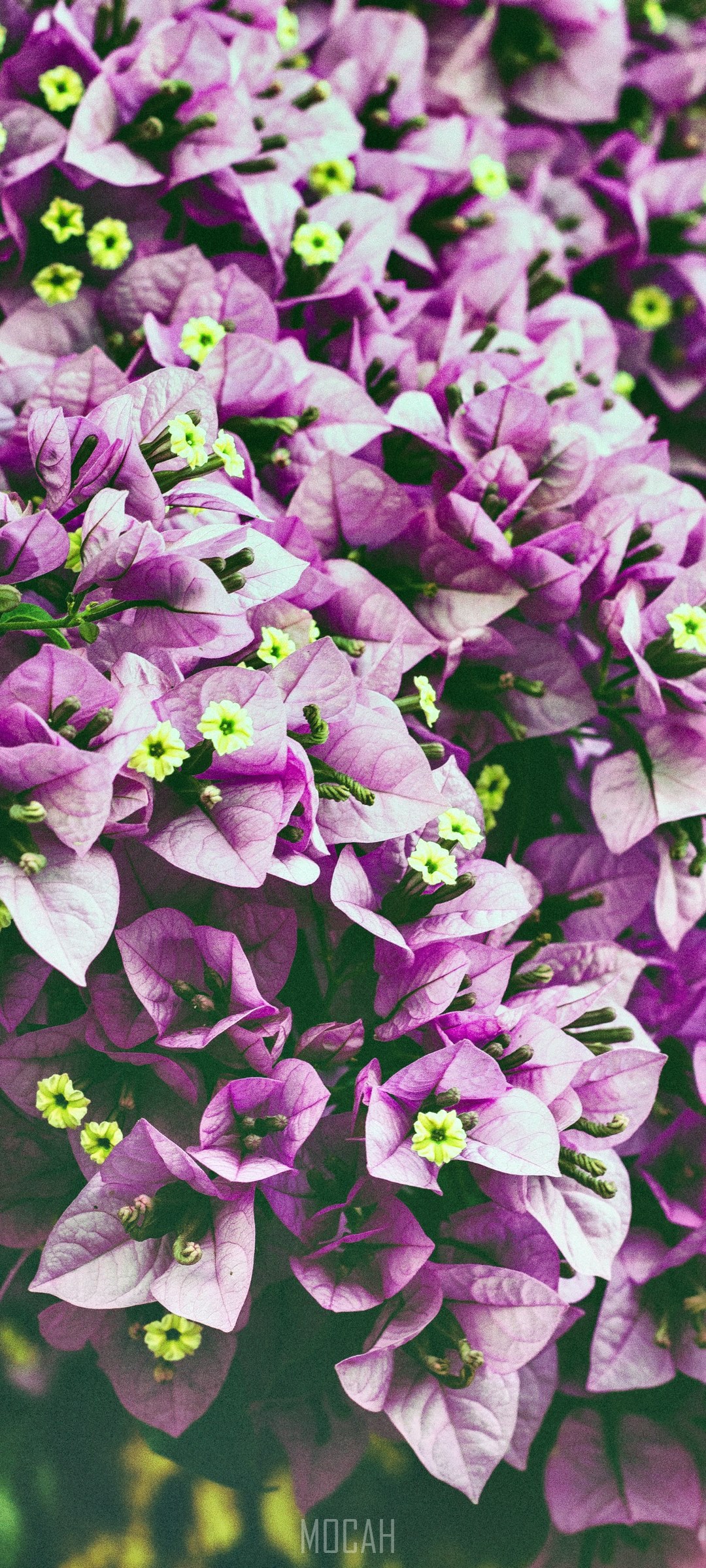 Dense grouping of purple bougainvillea flowers HD Phone Wallpaper