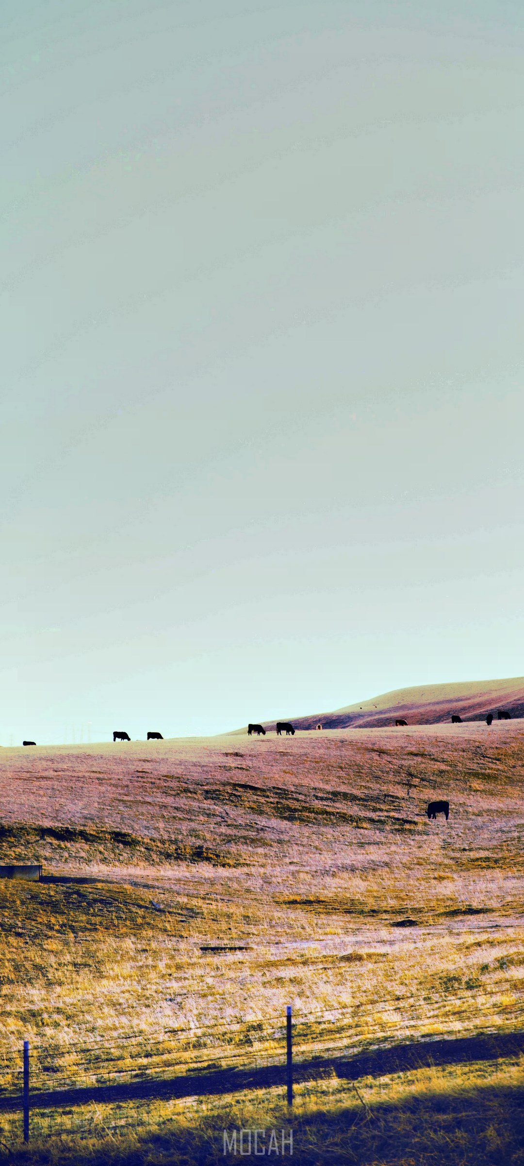 Cows grazing on a grassy hill under a clear sky HD Phone Wallpaper