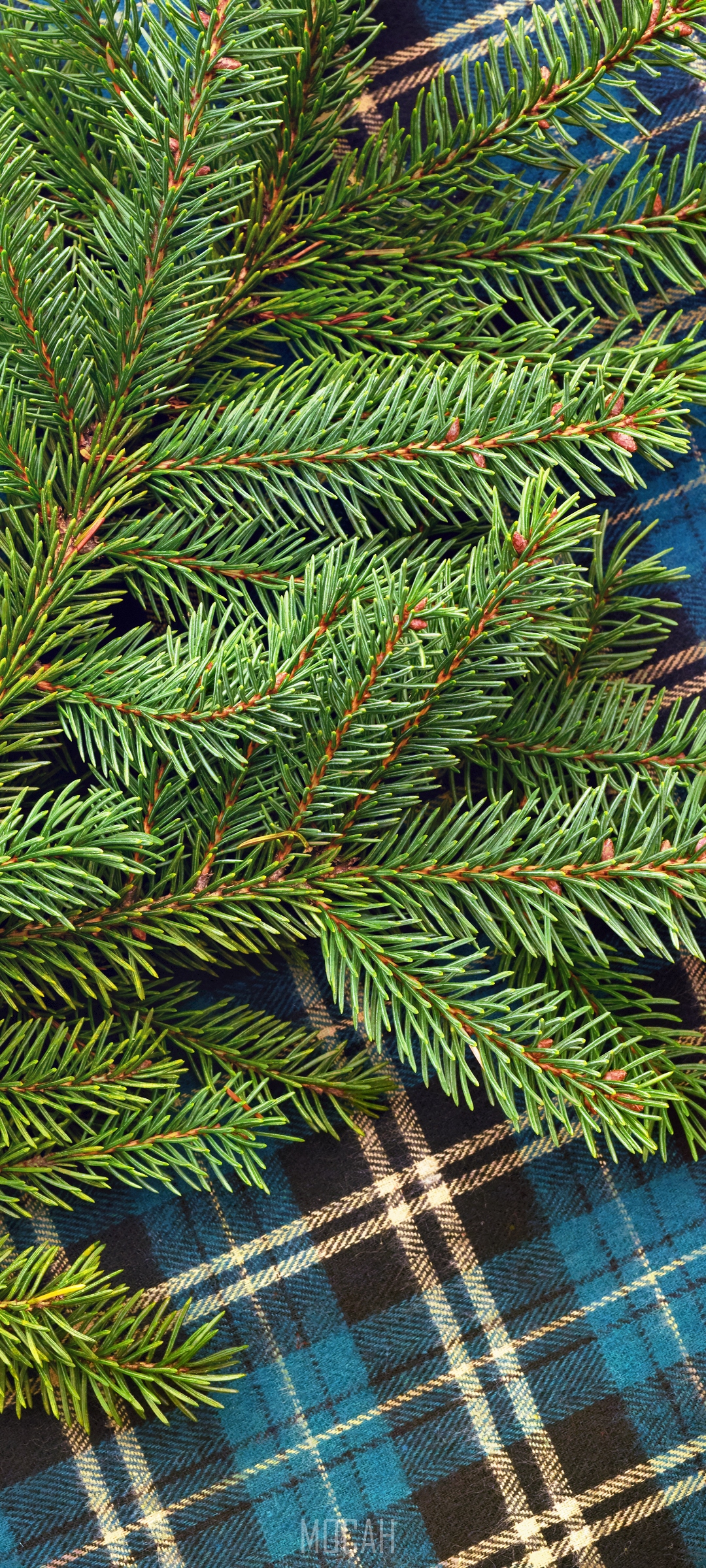Balsam Fir branches on a blue plaid pattern HD Phone Wallpaper