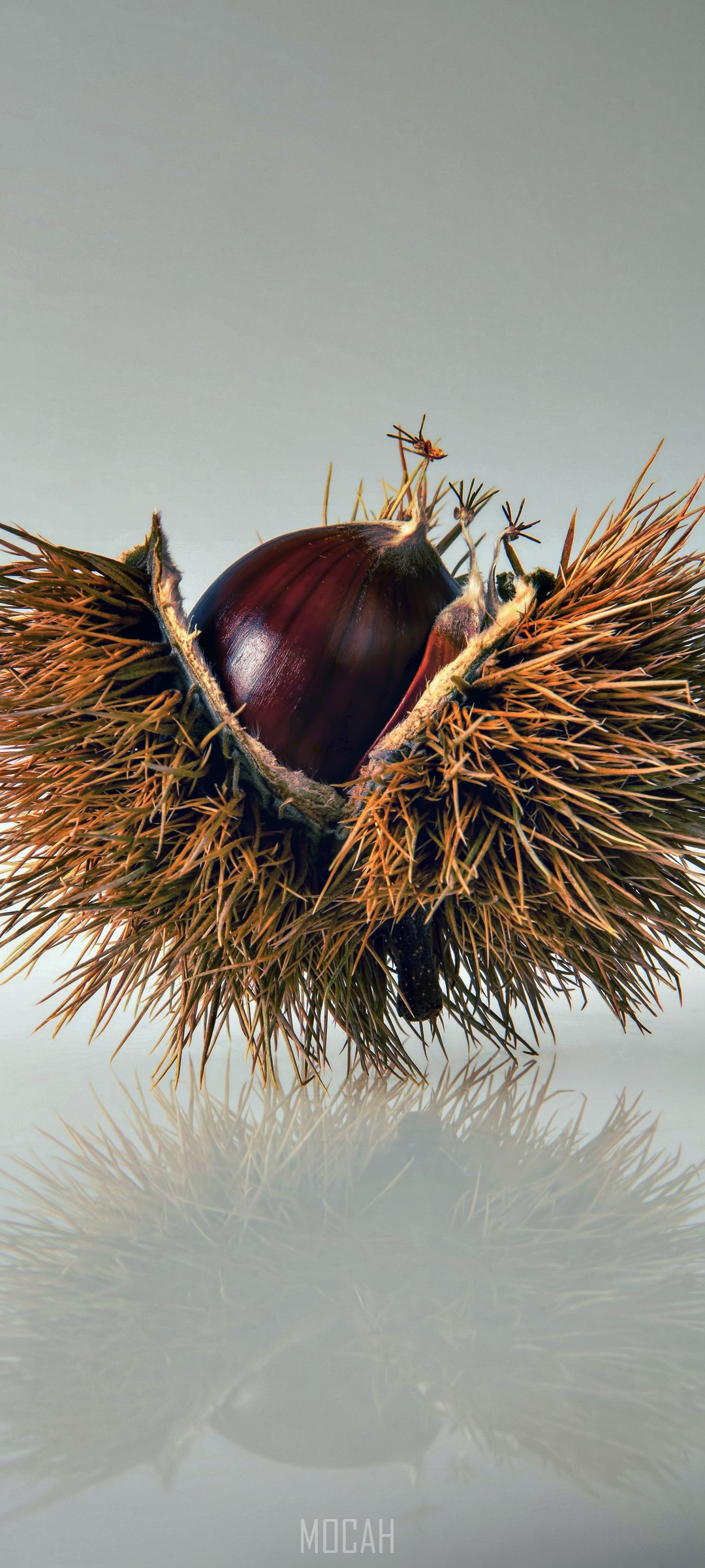 Chestnut in its spiky husk HD Phone Wallpaper