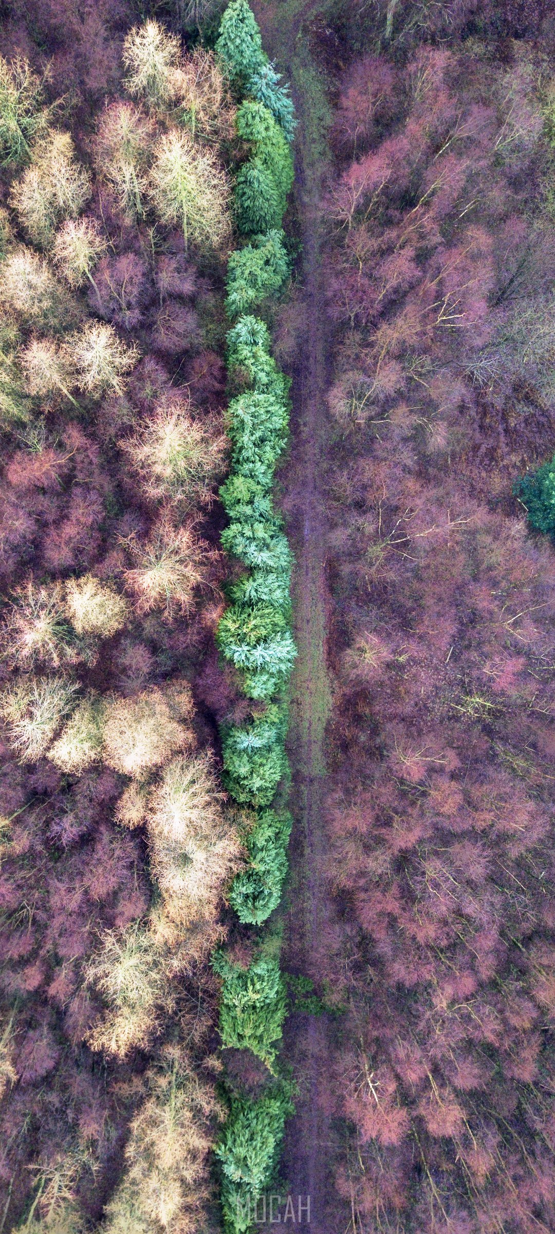 Aerial view of a forest path with green trees HD Phone Wallpaper