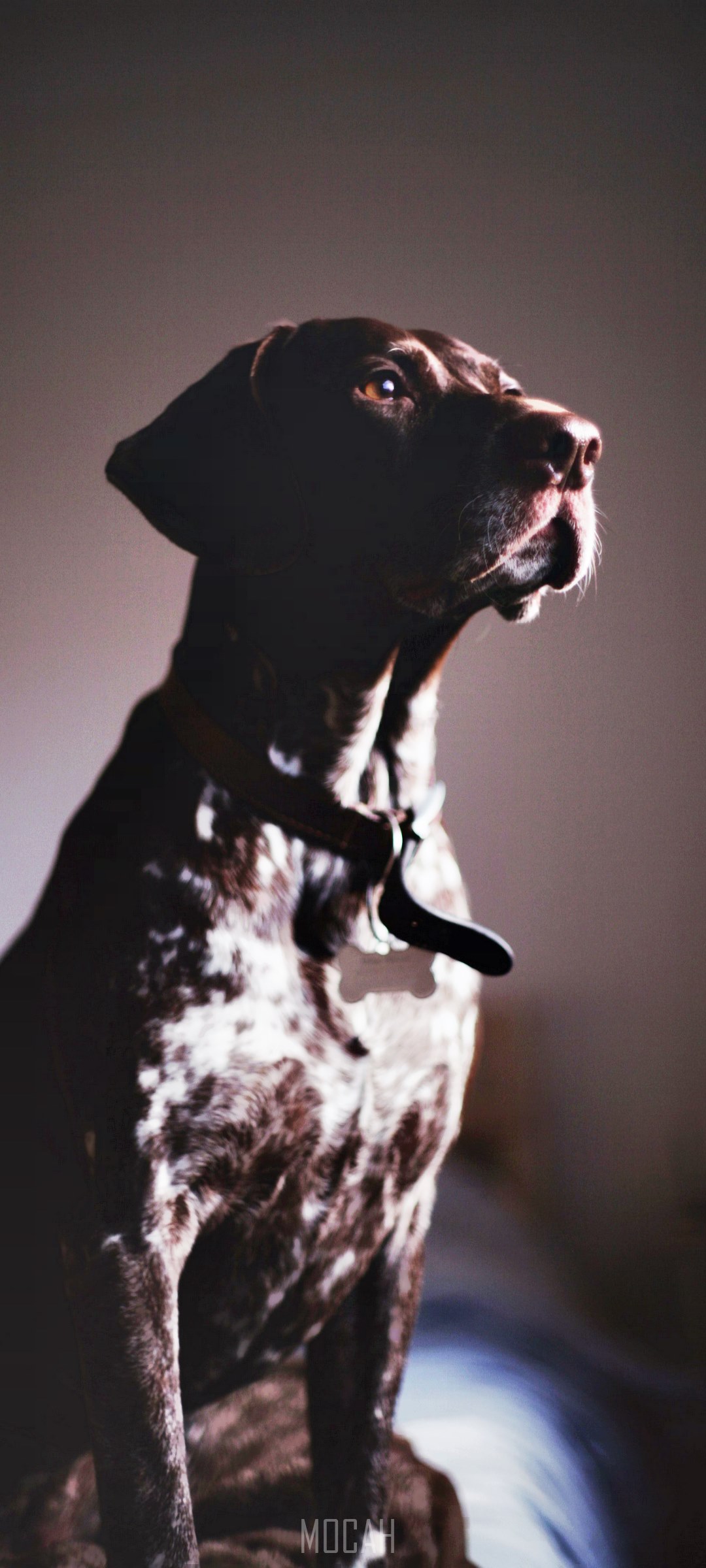 German Shorthaired Pointer in Shadows HD Phone Wallpaper