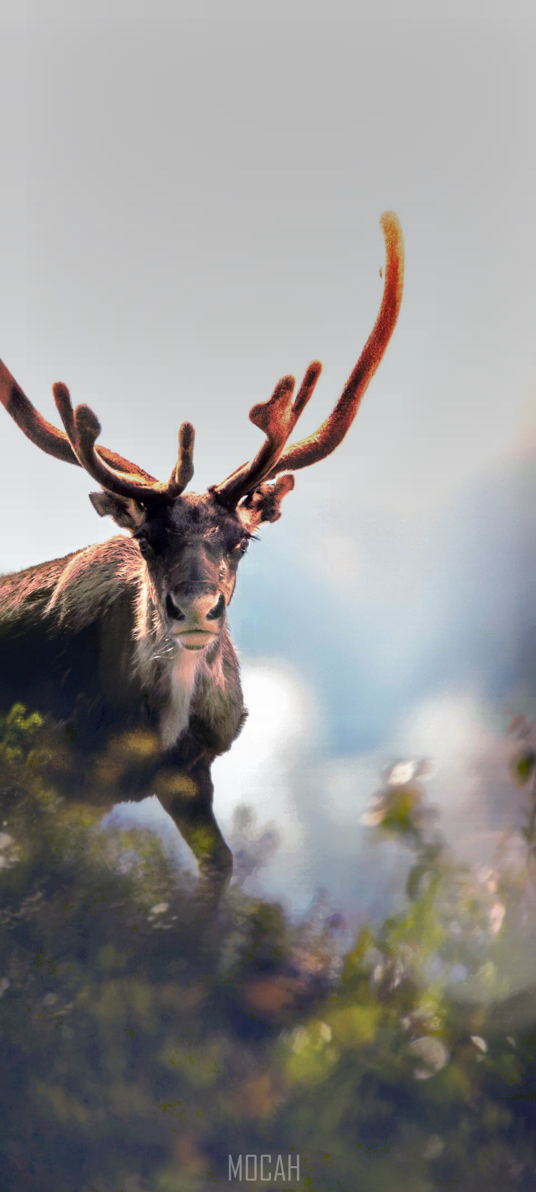 Reindeer with large antlers in a forest HD Phone Wallpaper