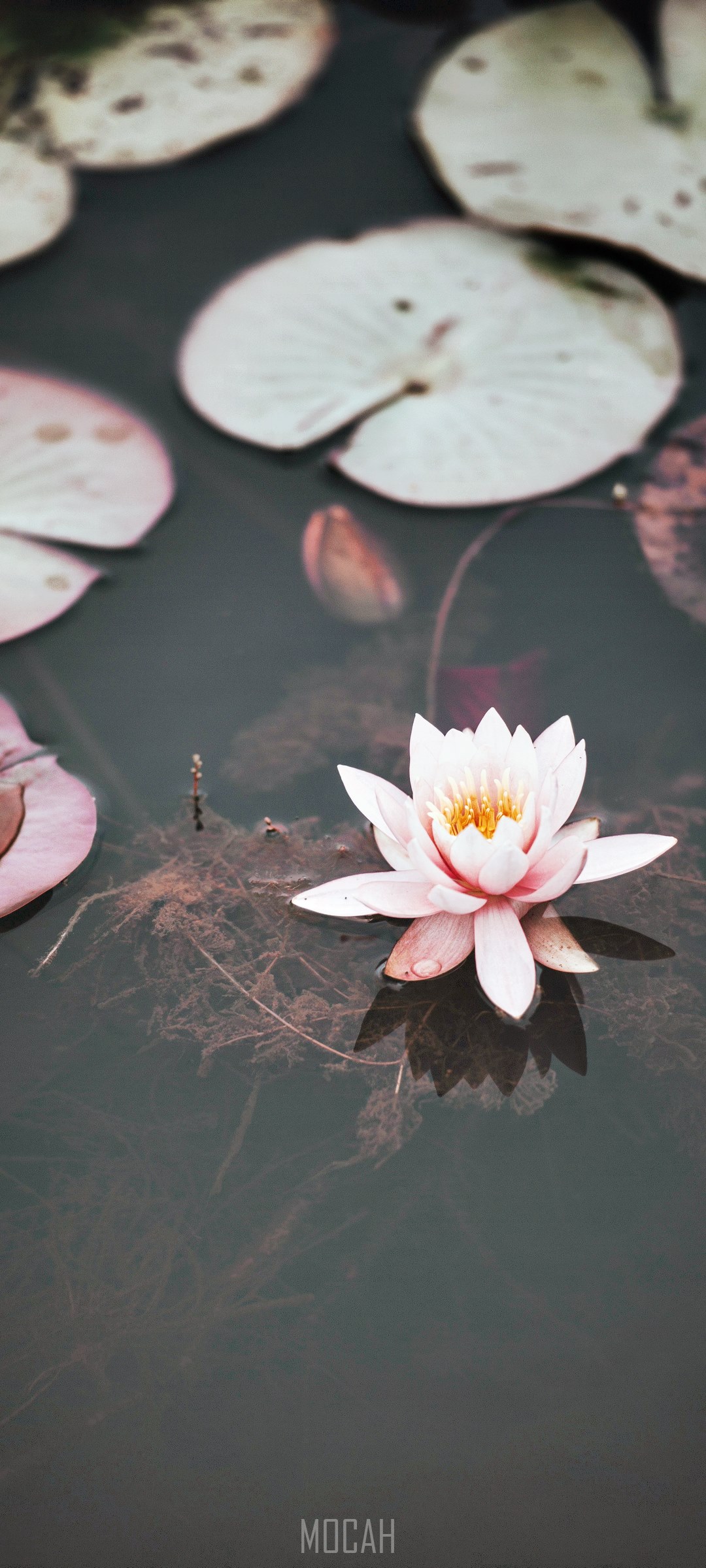 Pink water lily and lily pads on a pond HD Phone Wallpaper