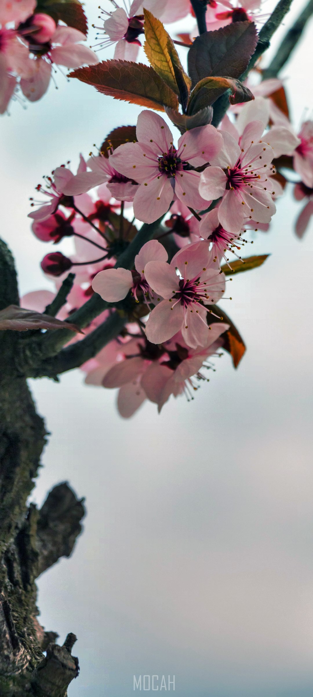 Pink cherry blossoms on a tree branch HD Phone Wallpaper