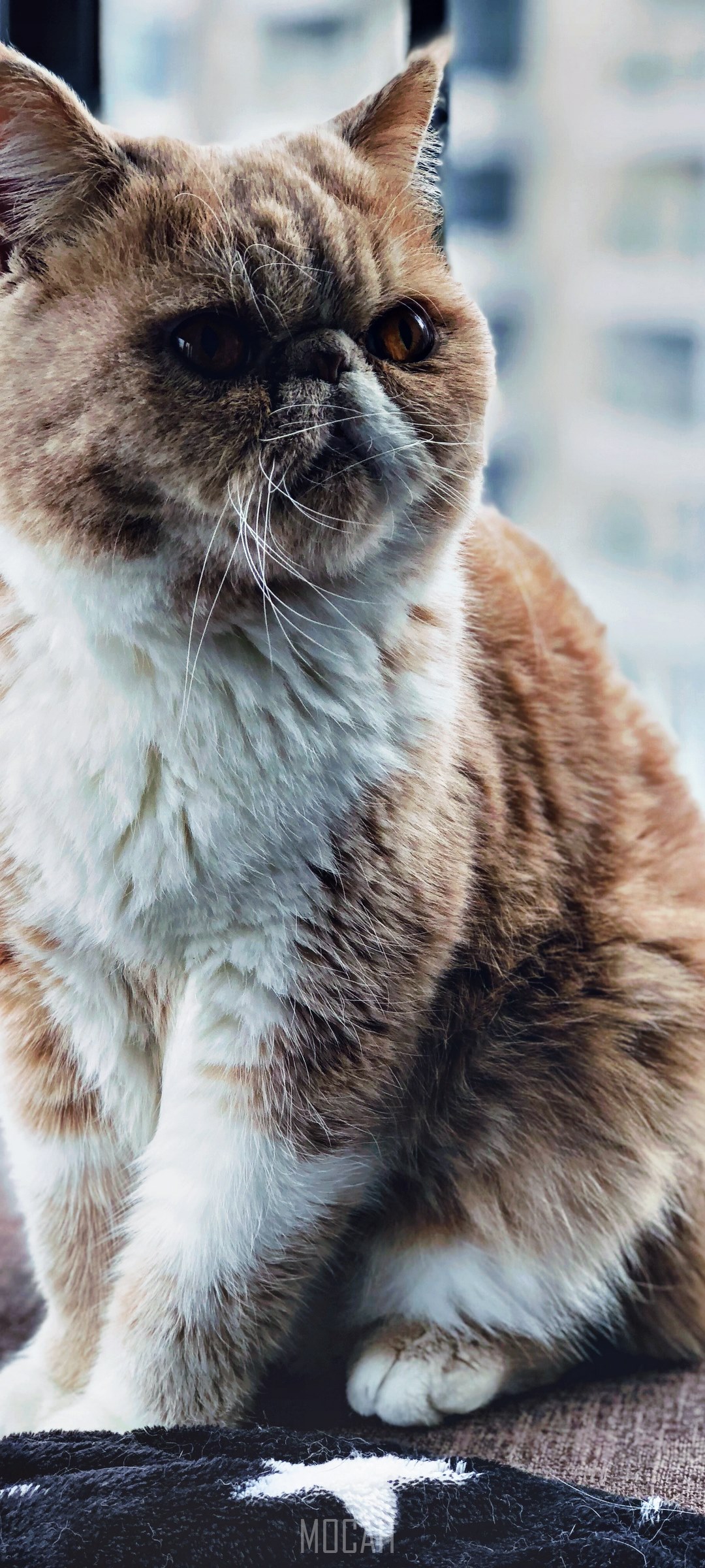 Exotic Shorthair cat with orange and white fur HD Phone Wallpaper