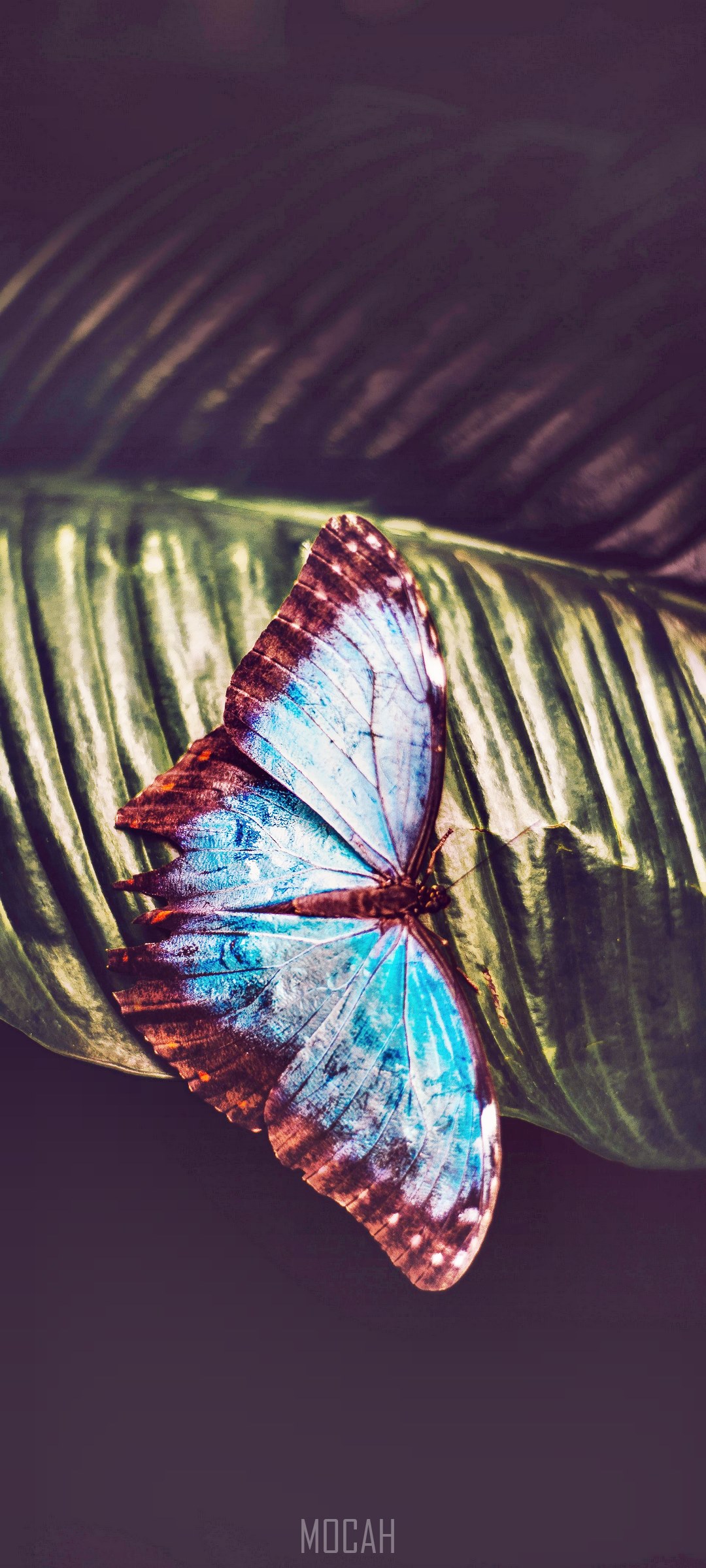Blue and brown butterfly on a green leaf HD Phone Wallpaper