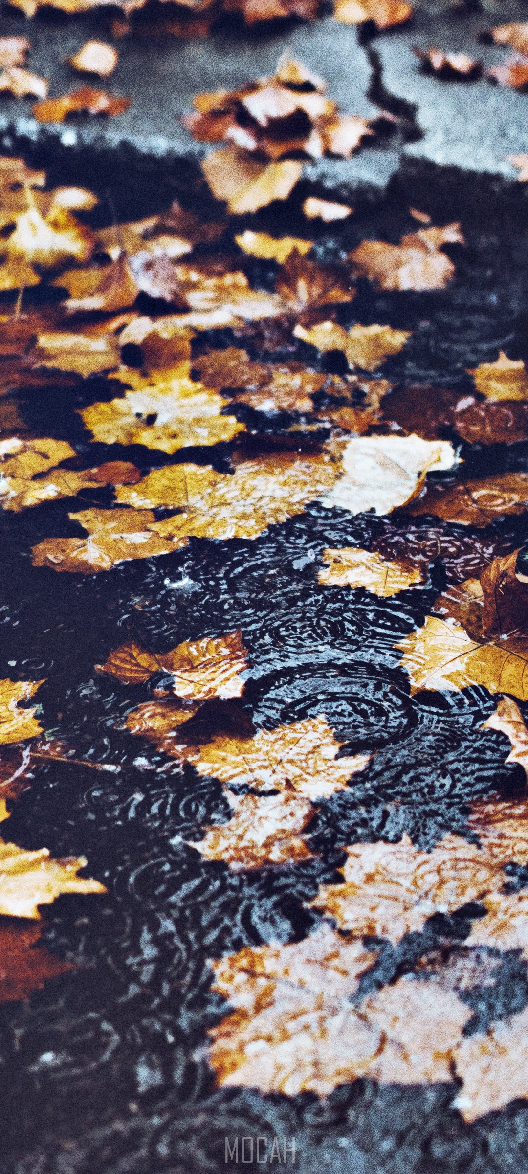 Autumn leaves on wet ground HD Phone Wallpaper