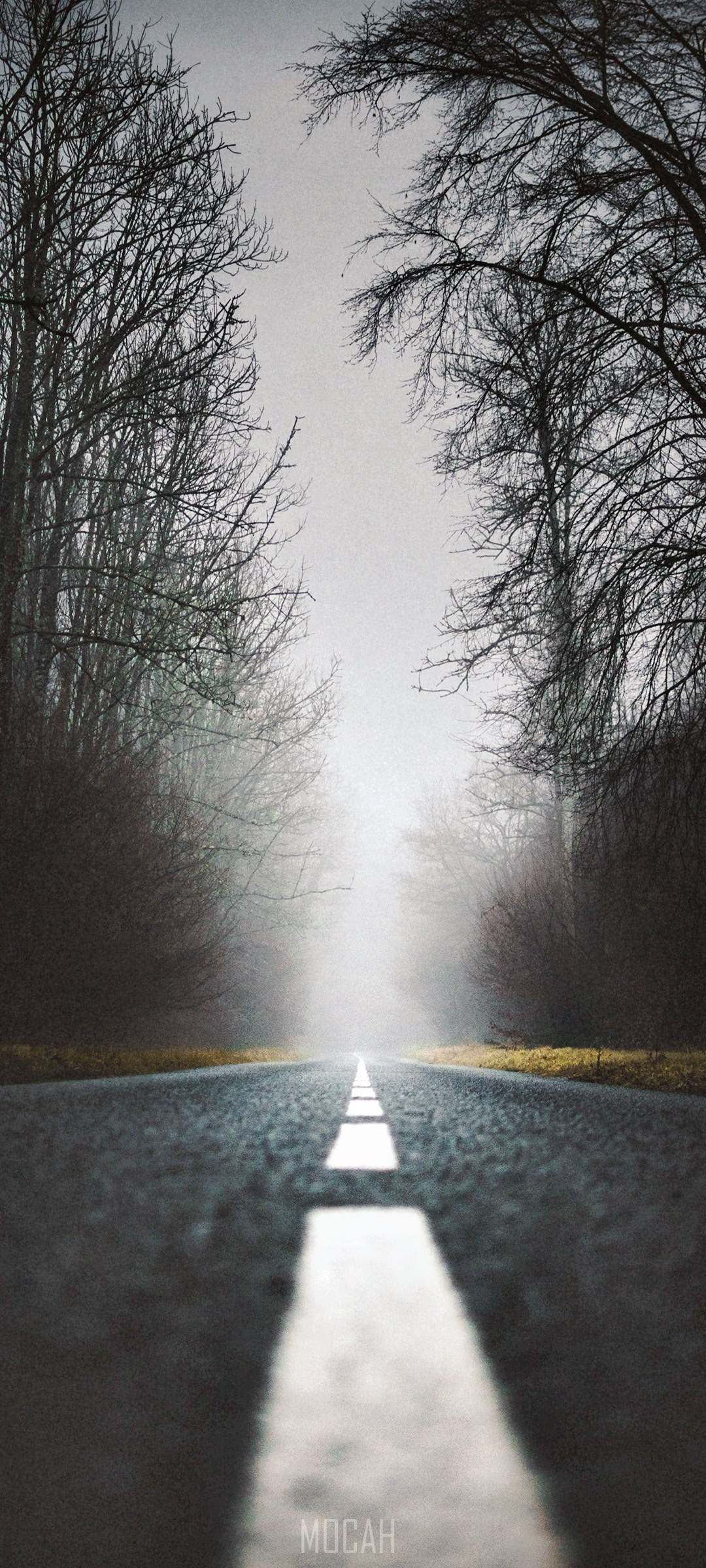 Moody road with bare trees and fog HD Phone Wallpaper