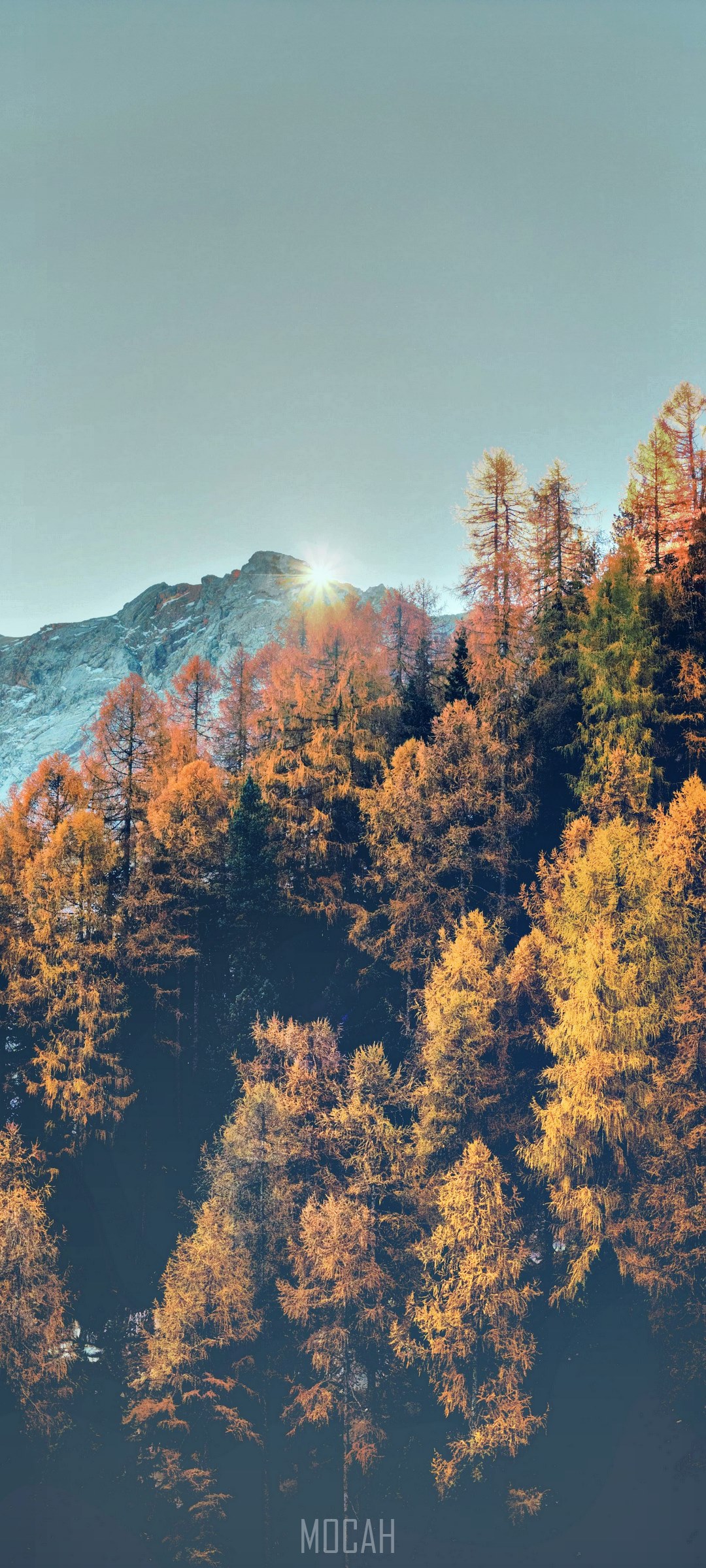 Autumn forest with mountain and sun HD Phone Wallpaper