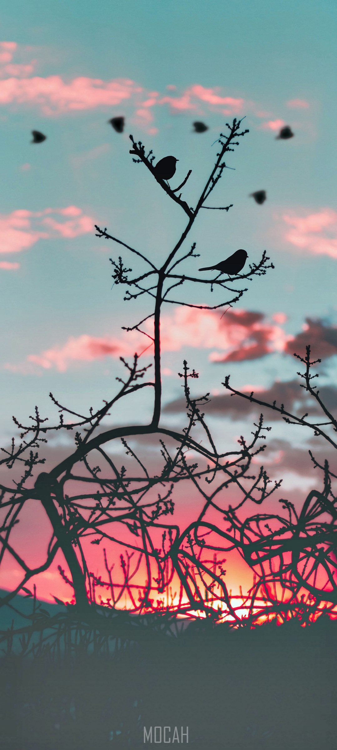 Silhouette birds on a tree branch at sunset HD Phone Wallpaper