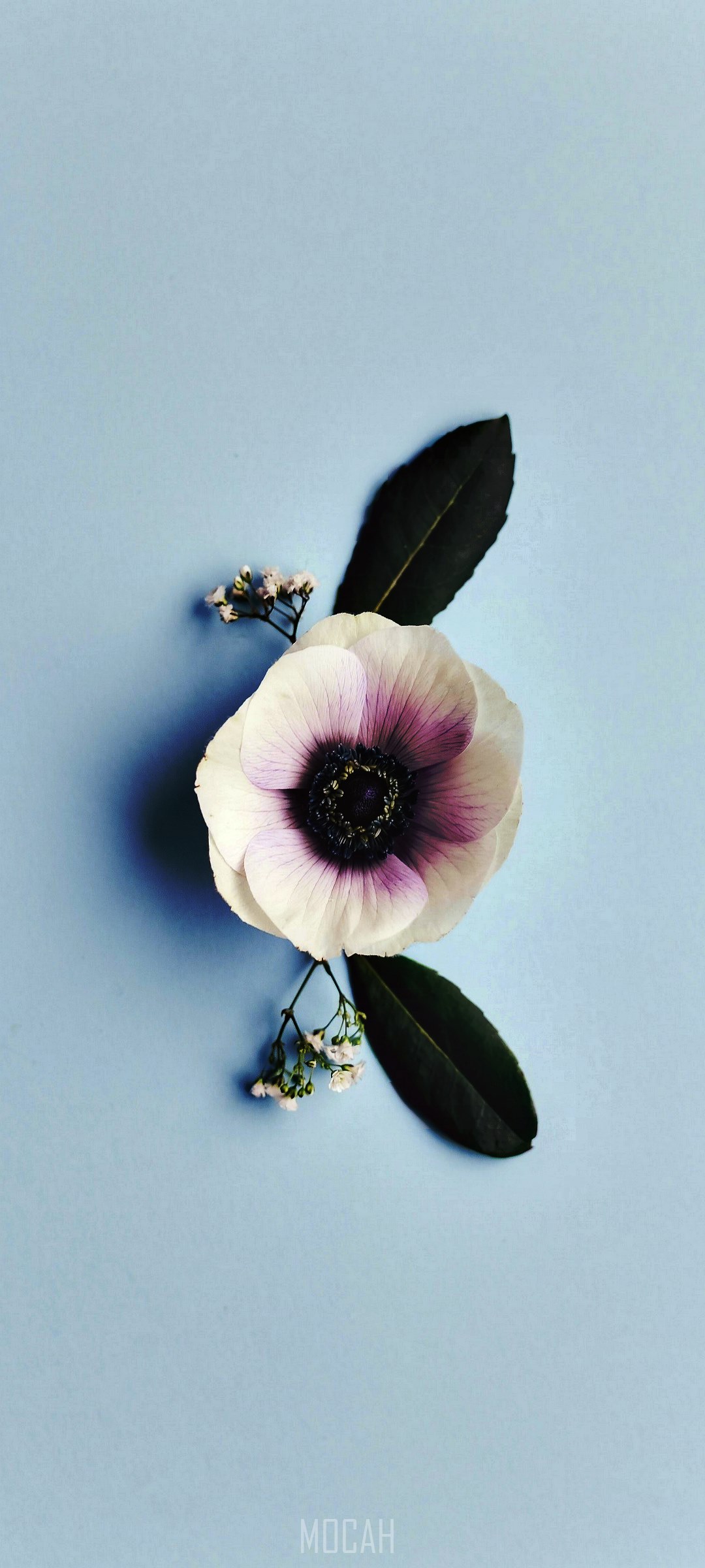 Anemone flower with leaves and small flowers HD Phone Wallpaper