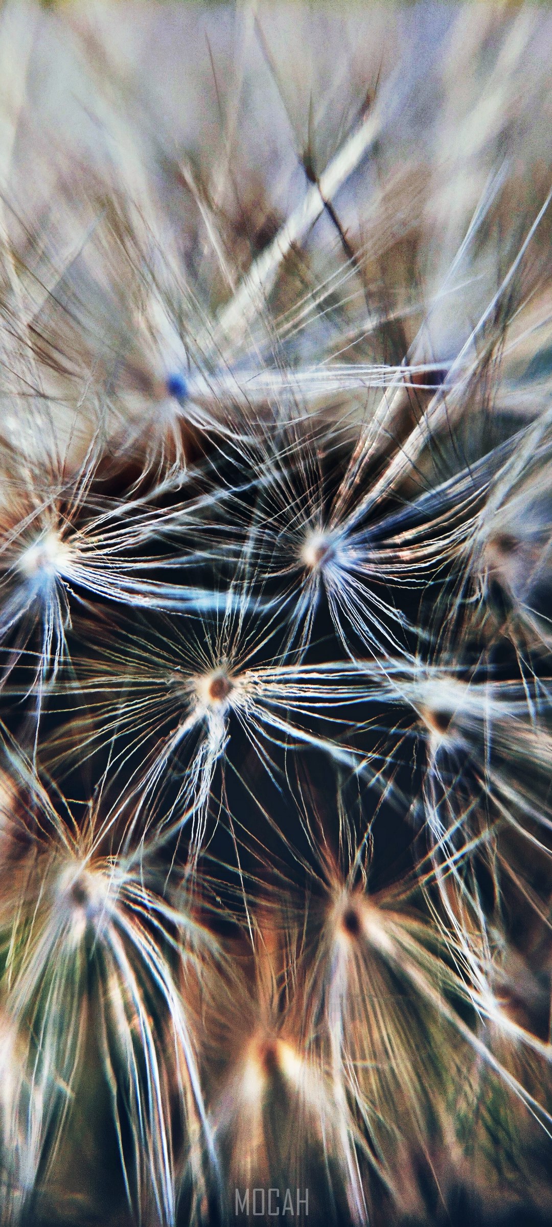 Macro view of dandelion seeds HD Phone Wallpaper