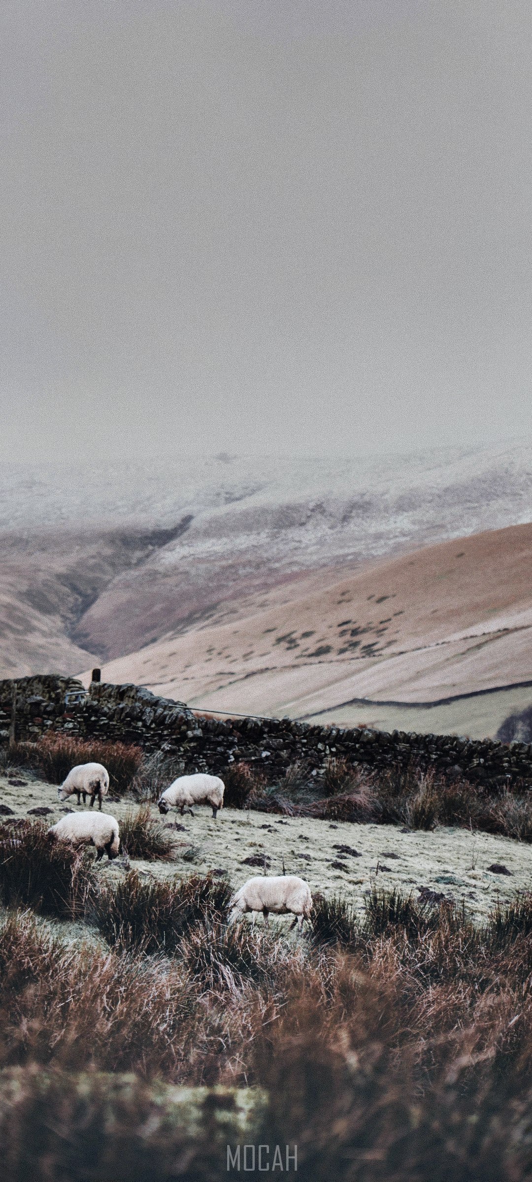 Sheep grazing in misty winter countryside HD Phone Wallpaper