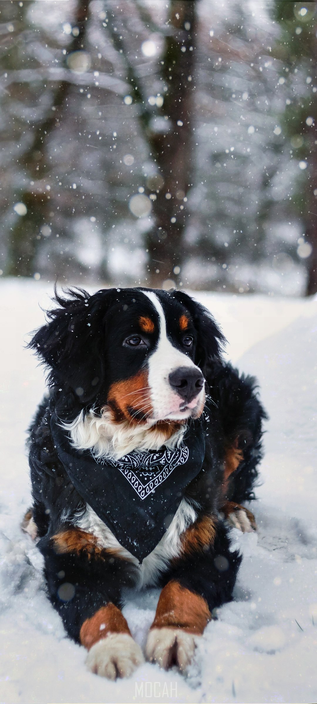 Bernese Mountain Dog in Snow HD Phone Wallpaper