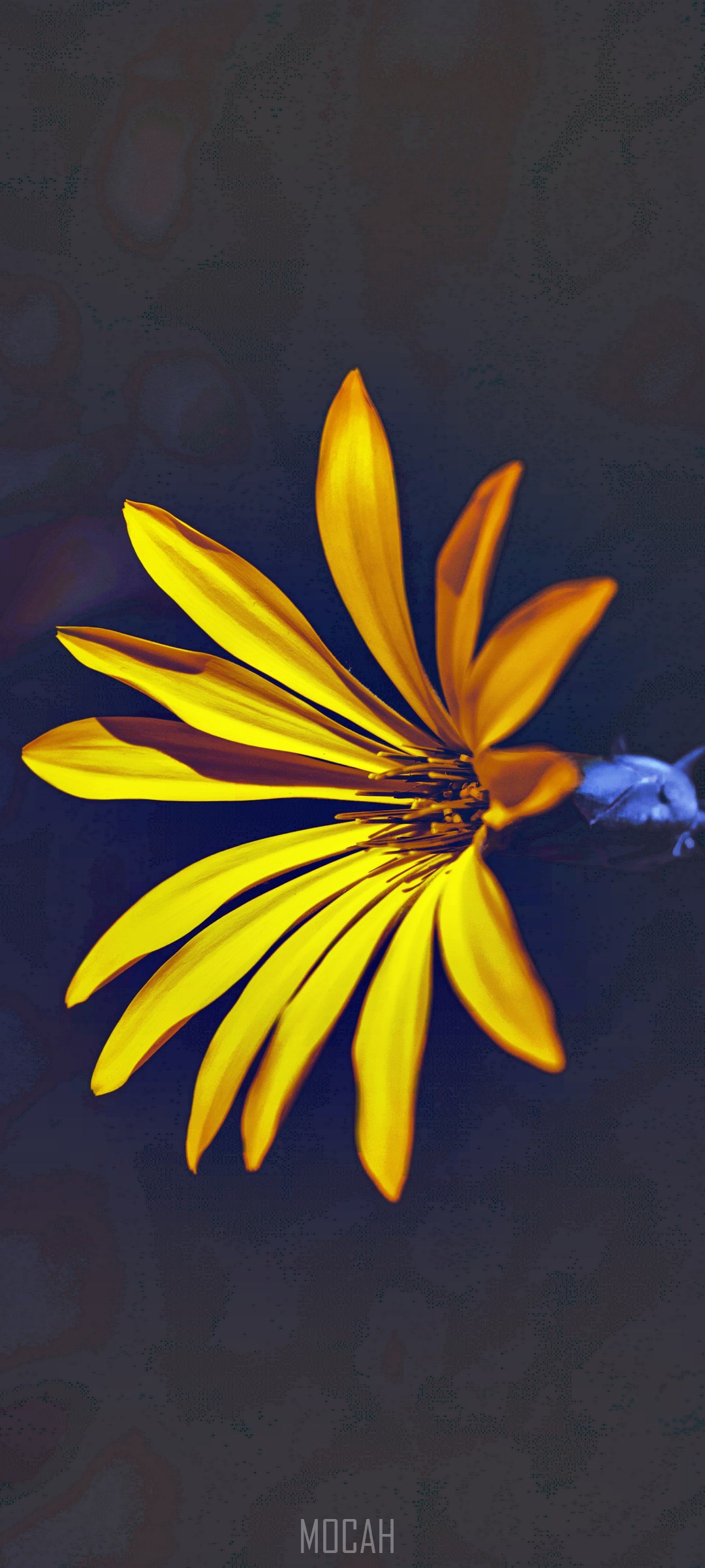 Yellow flower with dark background HD Phone Wallpaper