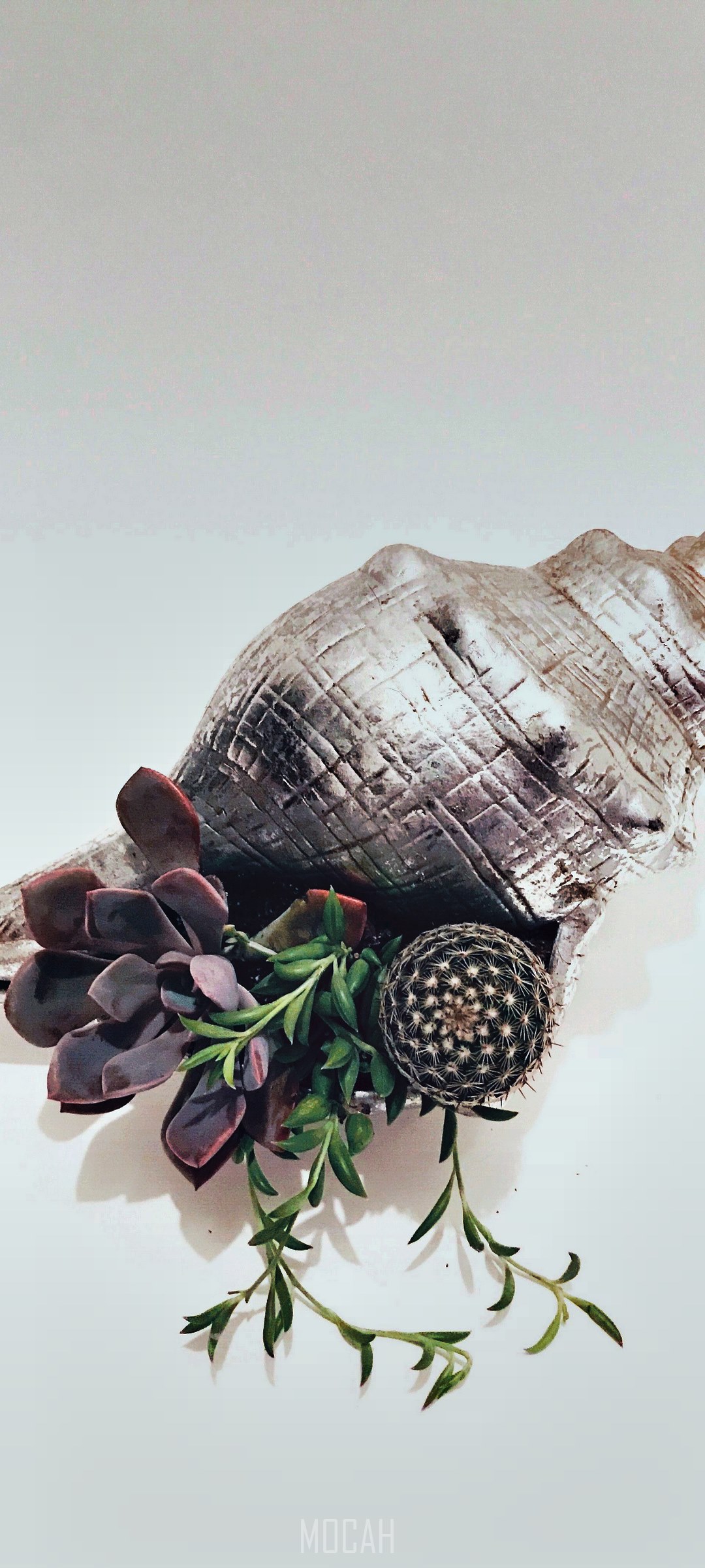 Succulent and cactus arrangement in a seashell HD Phone Wallpaper