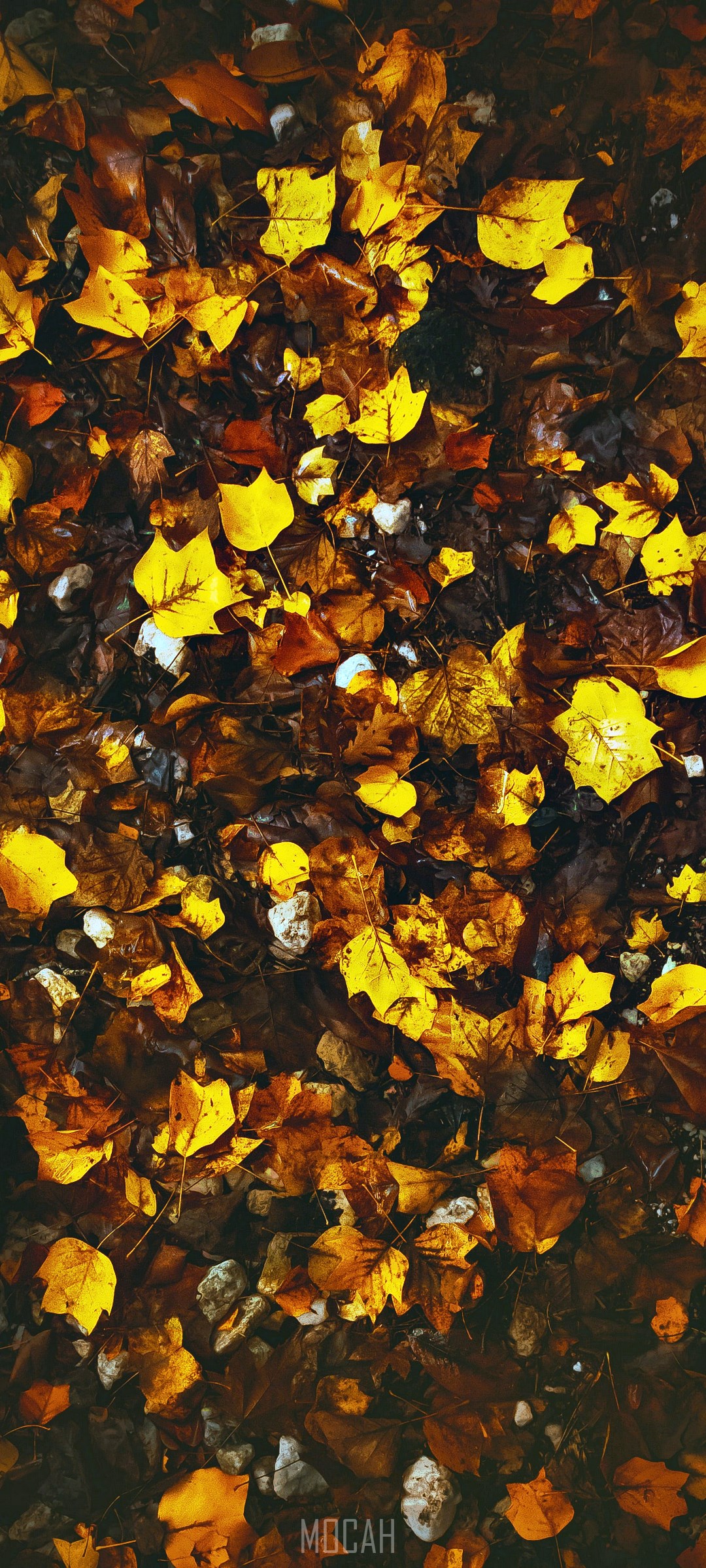 Autumn leaves on the ground HD Phone Wallpaper