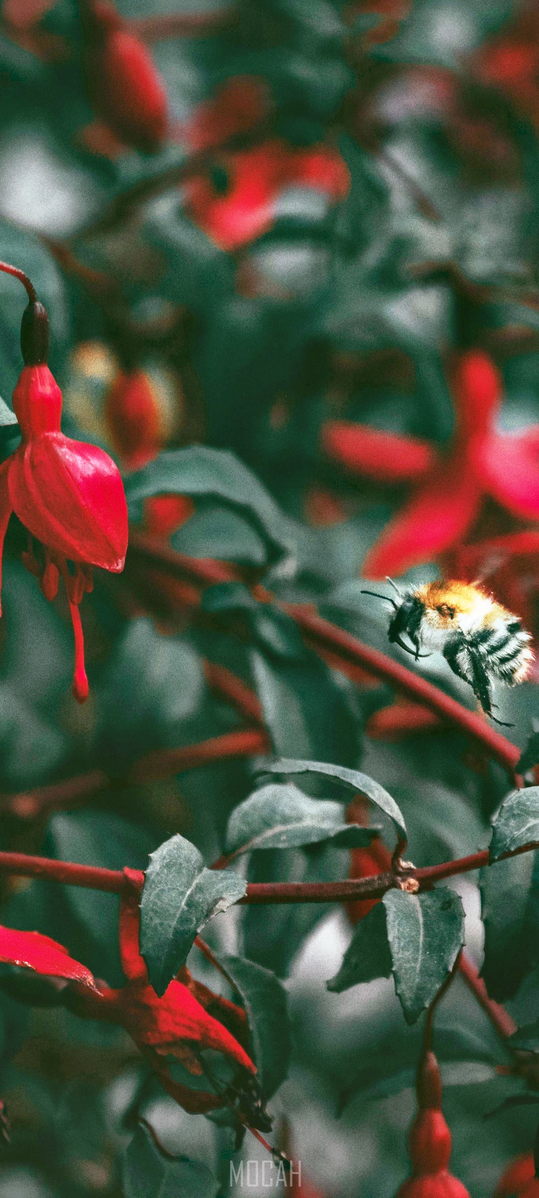 Bumblebee on Fuchsia Flowers HD Phone Wallpaper
