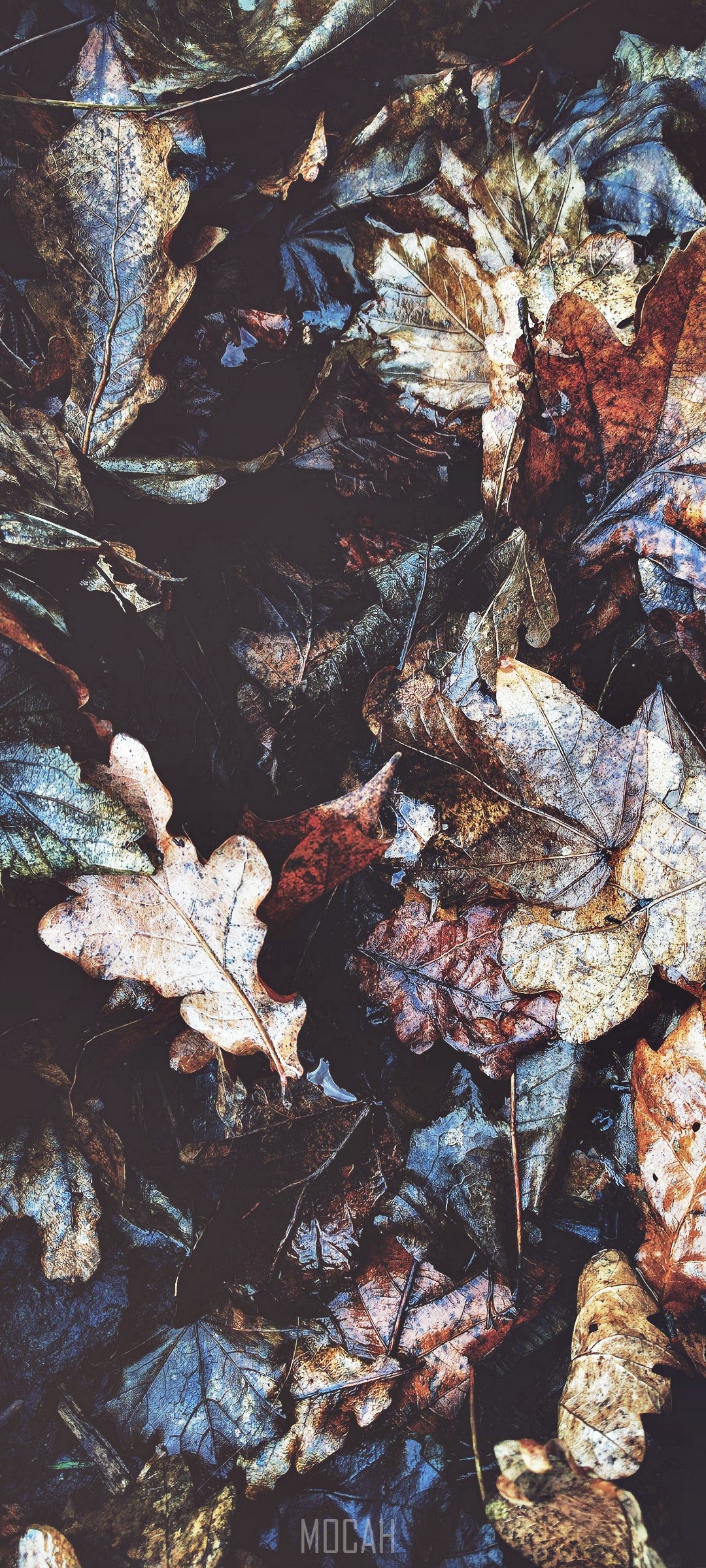 Pile of wet autumn leaves HD Phone Wallpaper