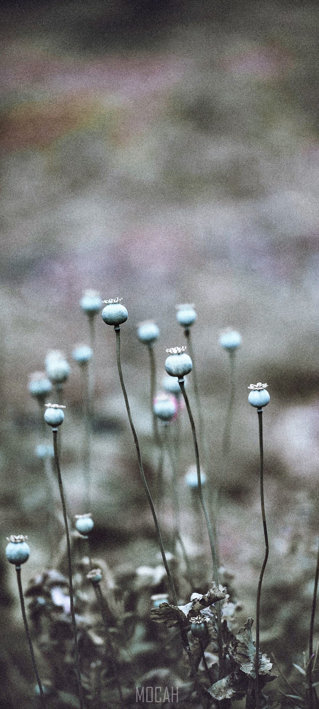 Poppy seed pods in a field HD Phone Wallpaper