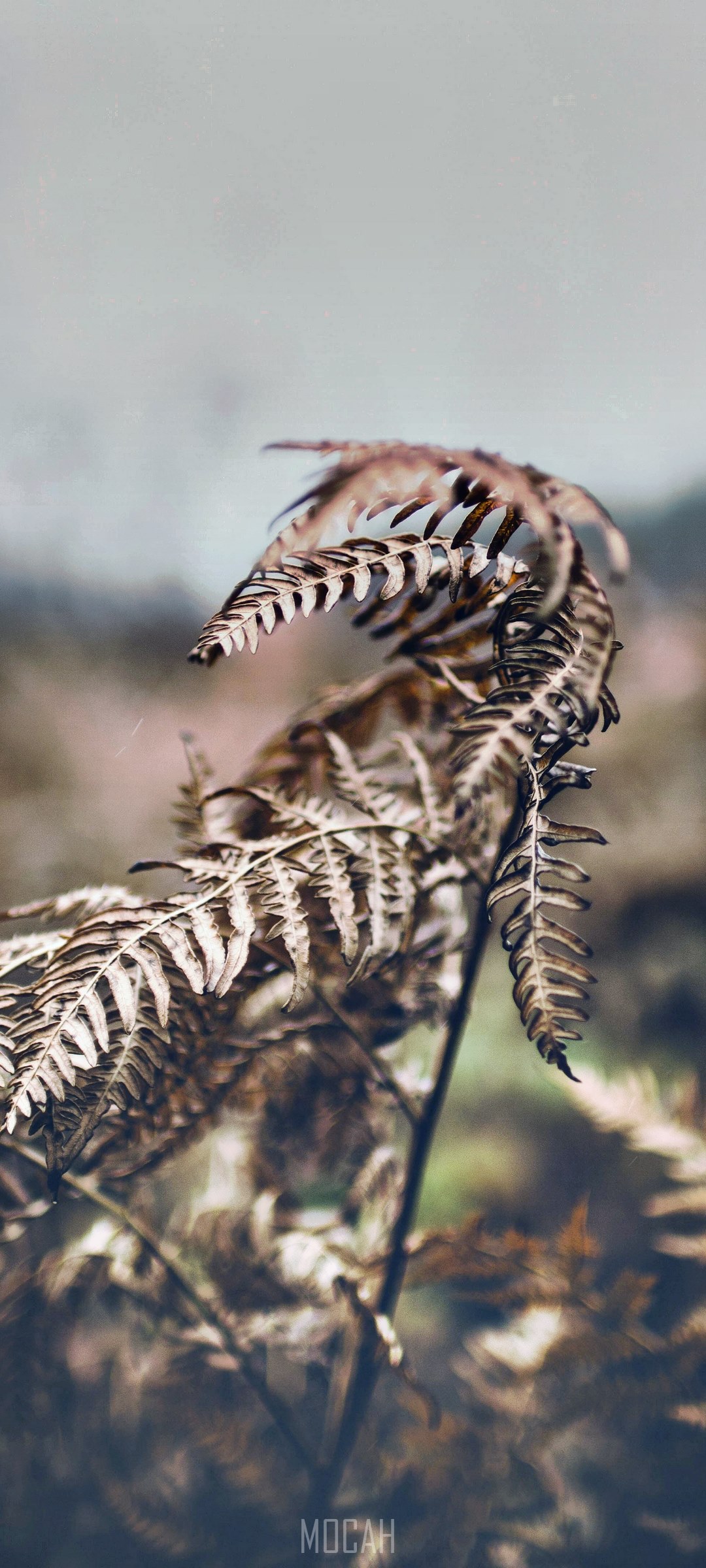 Dried fern frond in muted tones HD Phone Wallpaper