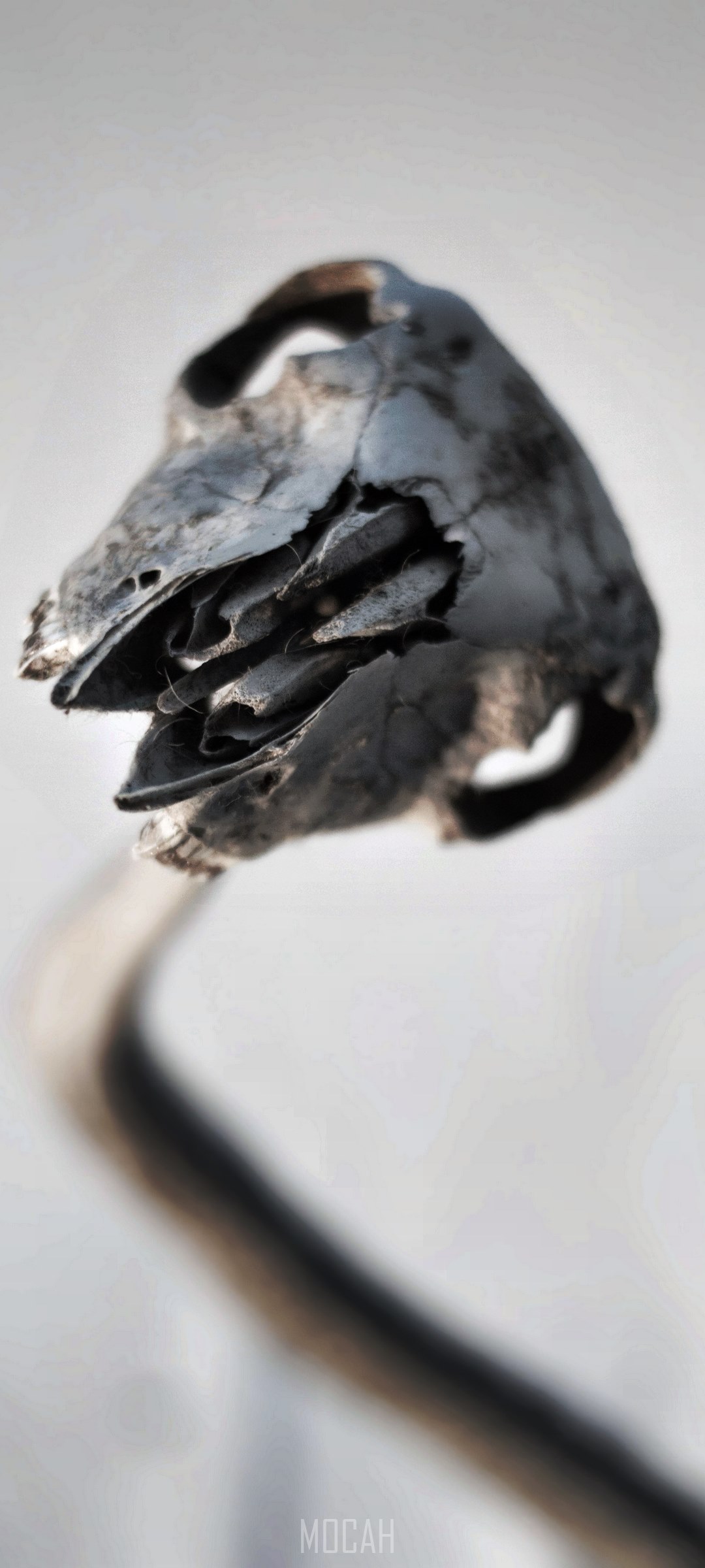 Eerie twisted skull on a curved stem HD Phone Wallpaper