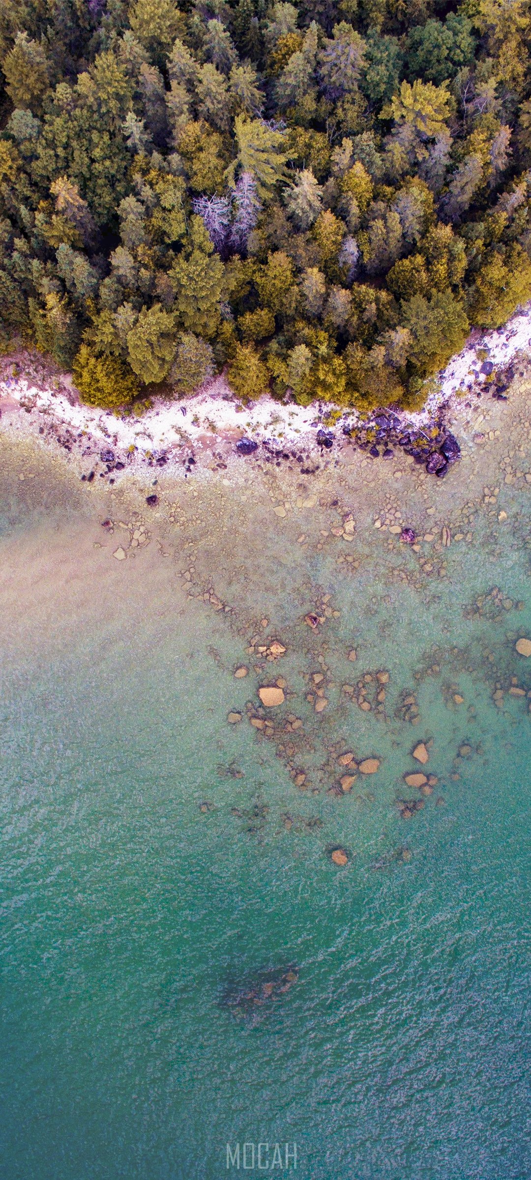 Aerial view of forest meeting rocky shoreline and clear water HD Phone Wallpaper