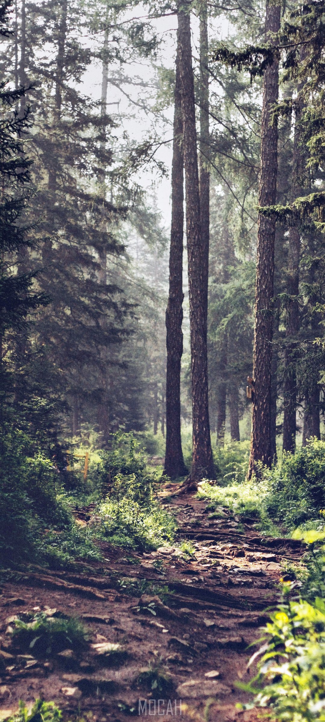 Forest path with tall trees and sunlight HD Phone Wallpaper