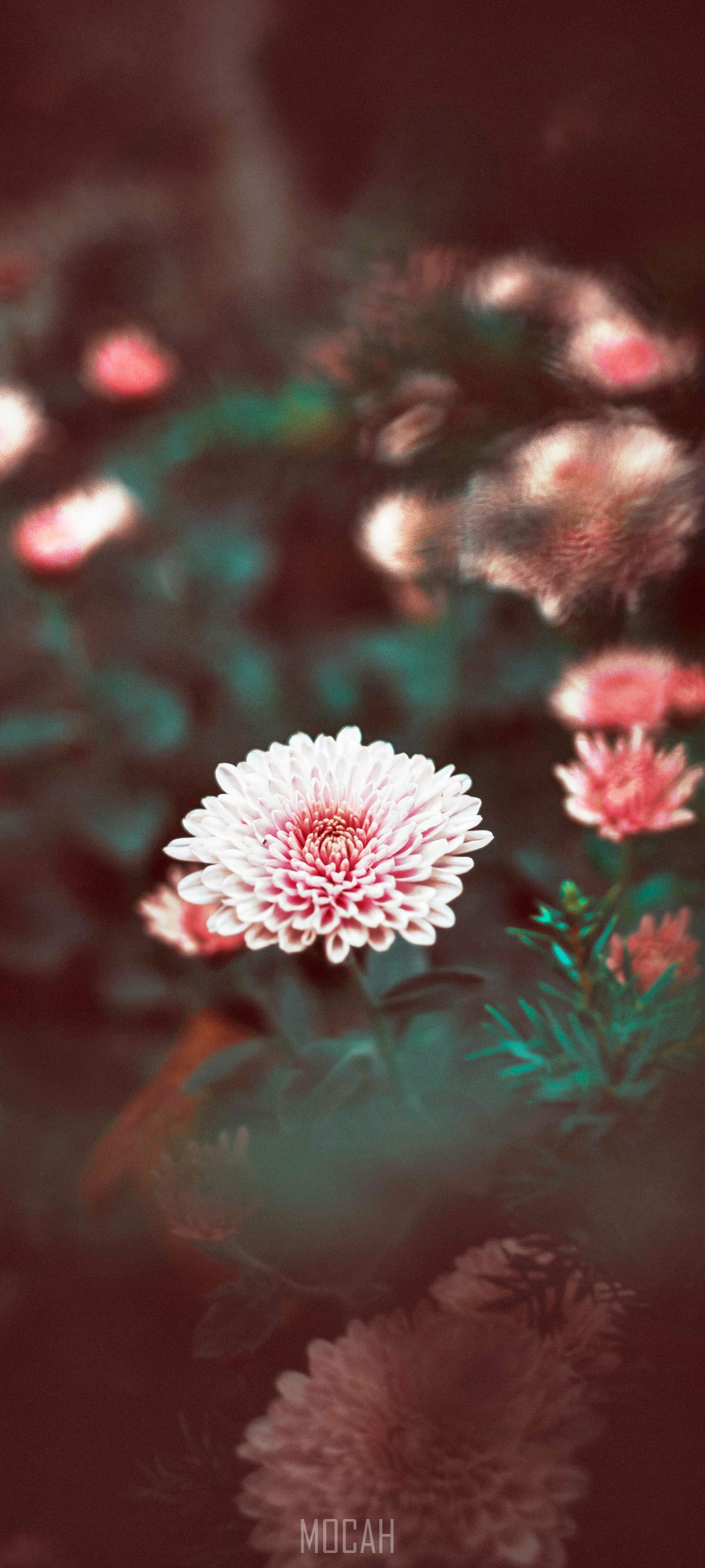 Pink and white chrysanthemum flower with dark background HD Phone Wallpaper