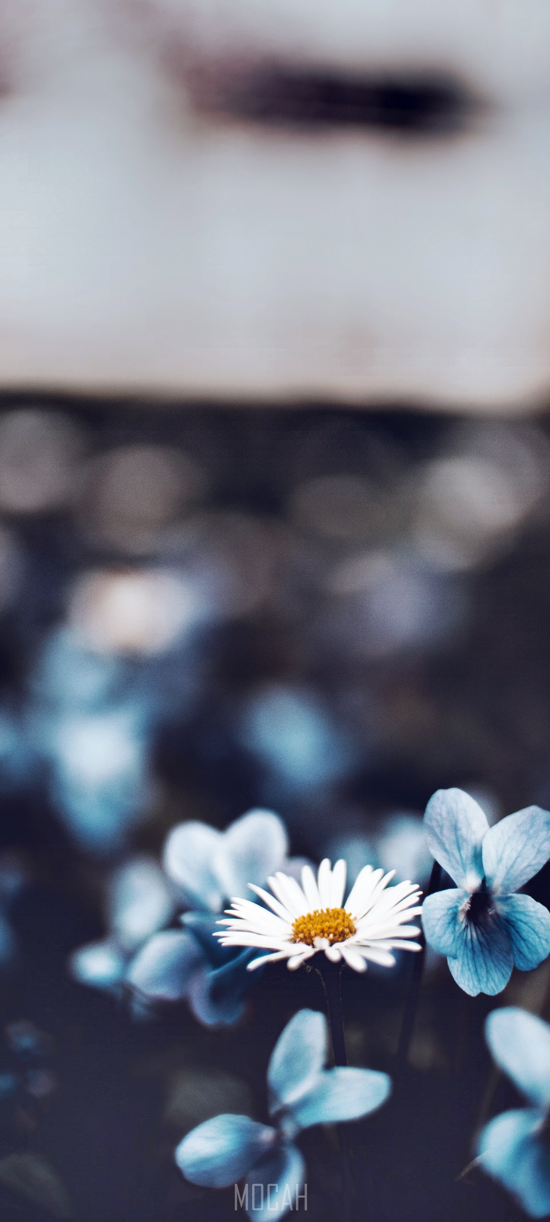 Close-up of a daisy and blue flowers HD Phone Wallpaper