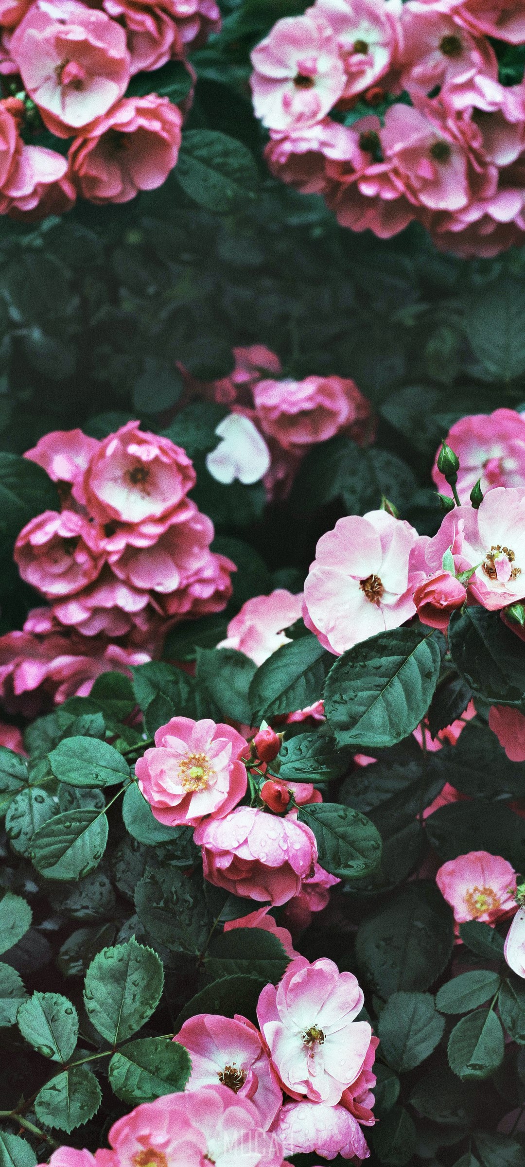 Pink roses with water droplets on leaves HD Phone Wallpaper