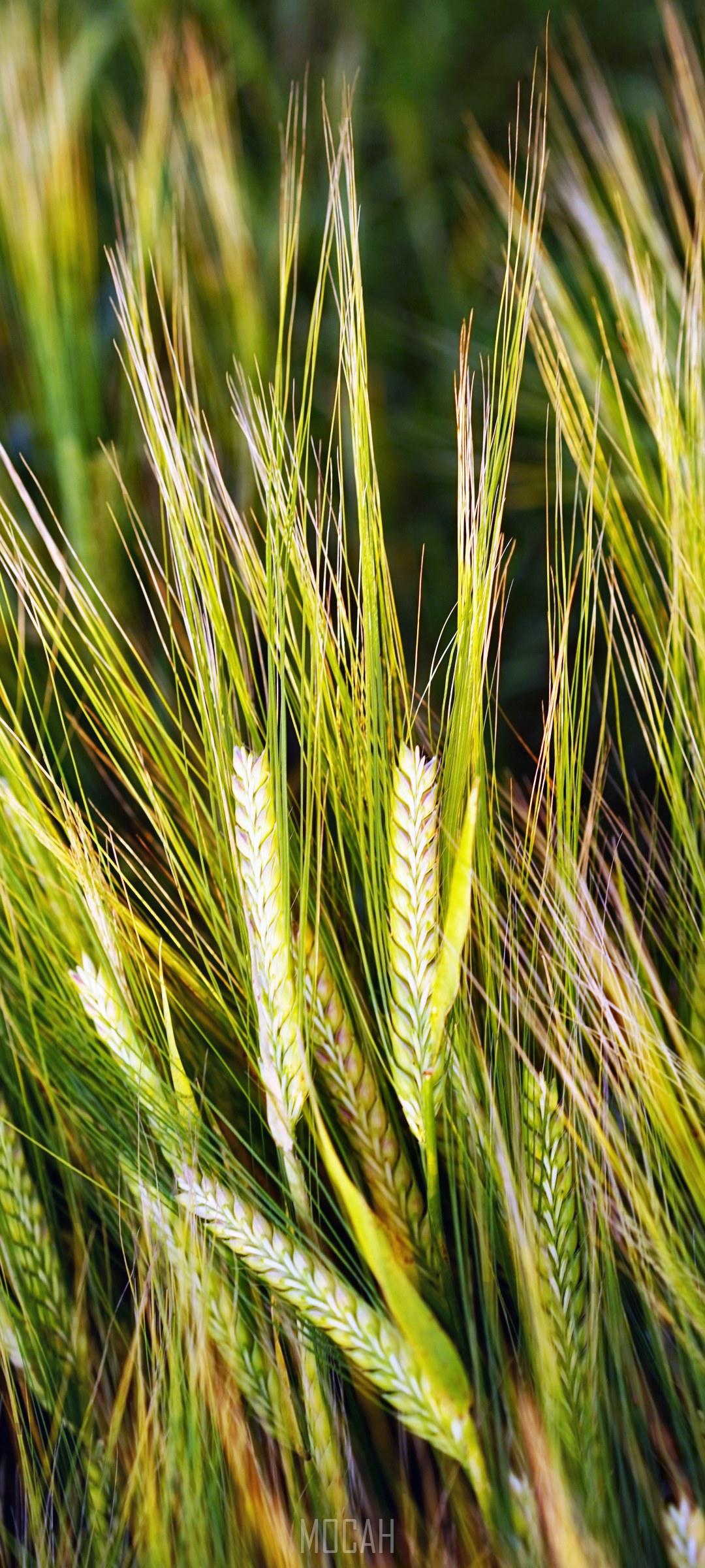 Barley field spike grain cereals ripe agriculture HD Phone Wallpaper