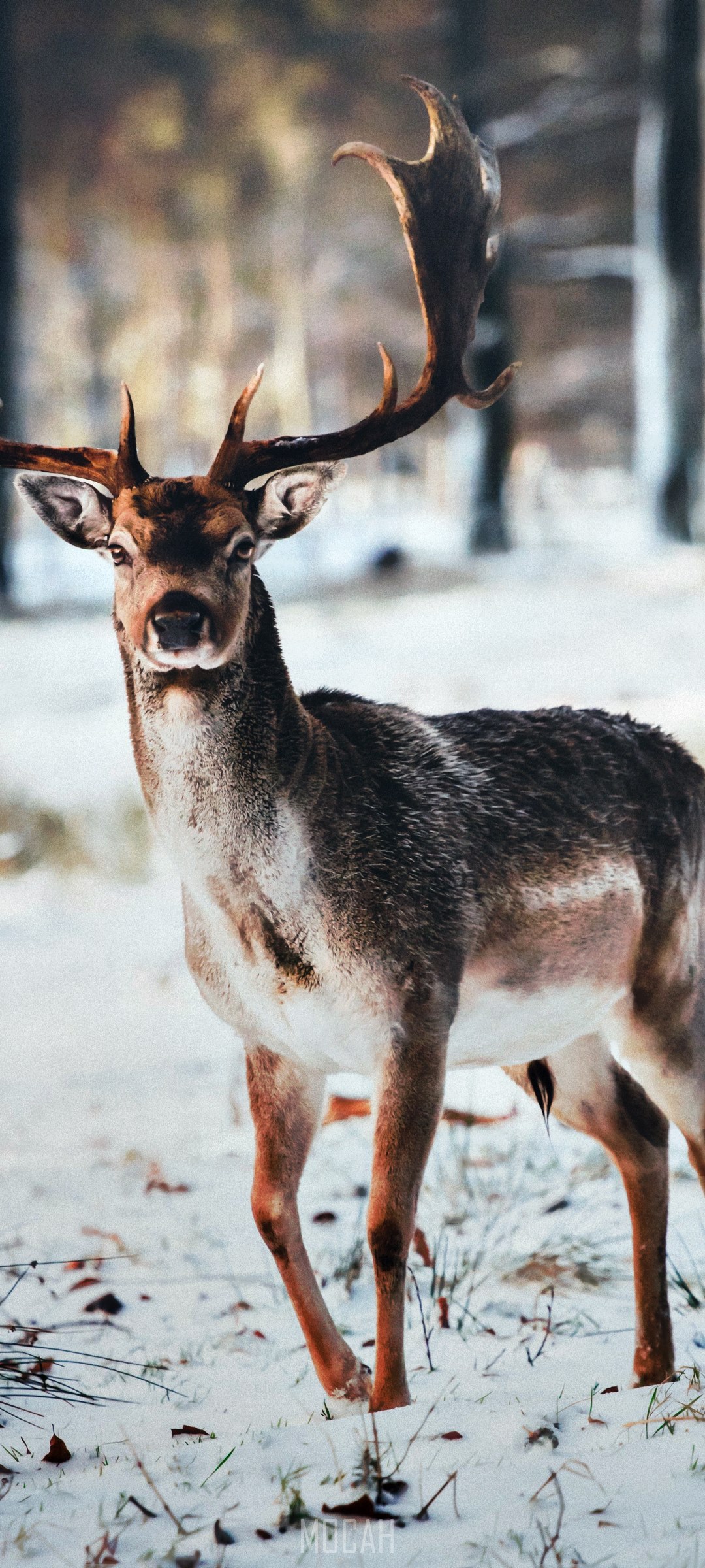 Deer with antlers in a snowy forest HD Phone Wallpaper