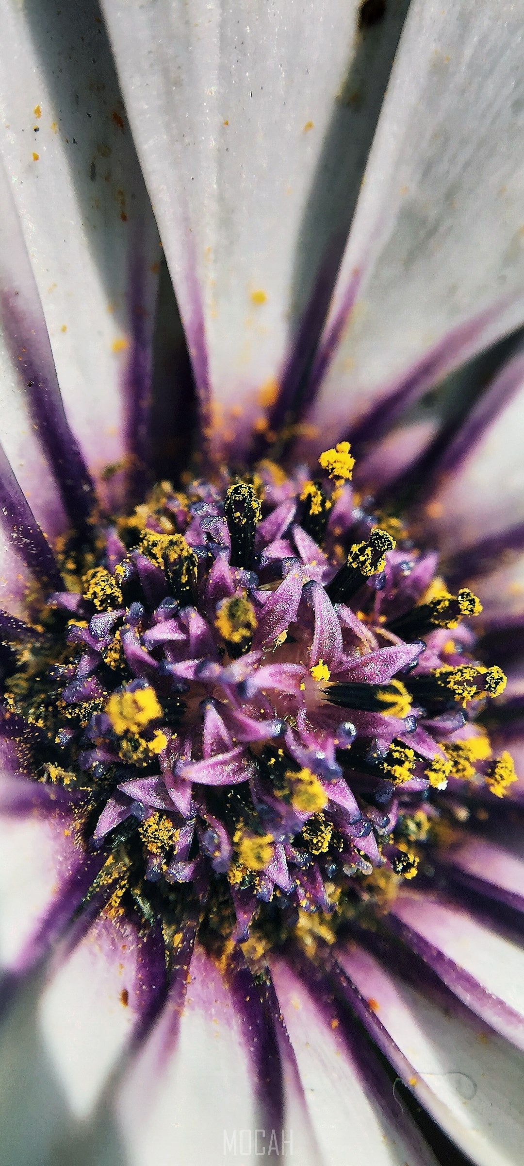 Macro shot of a white and purple flower center HD Phone Wallpaper