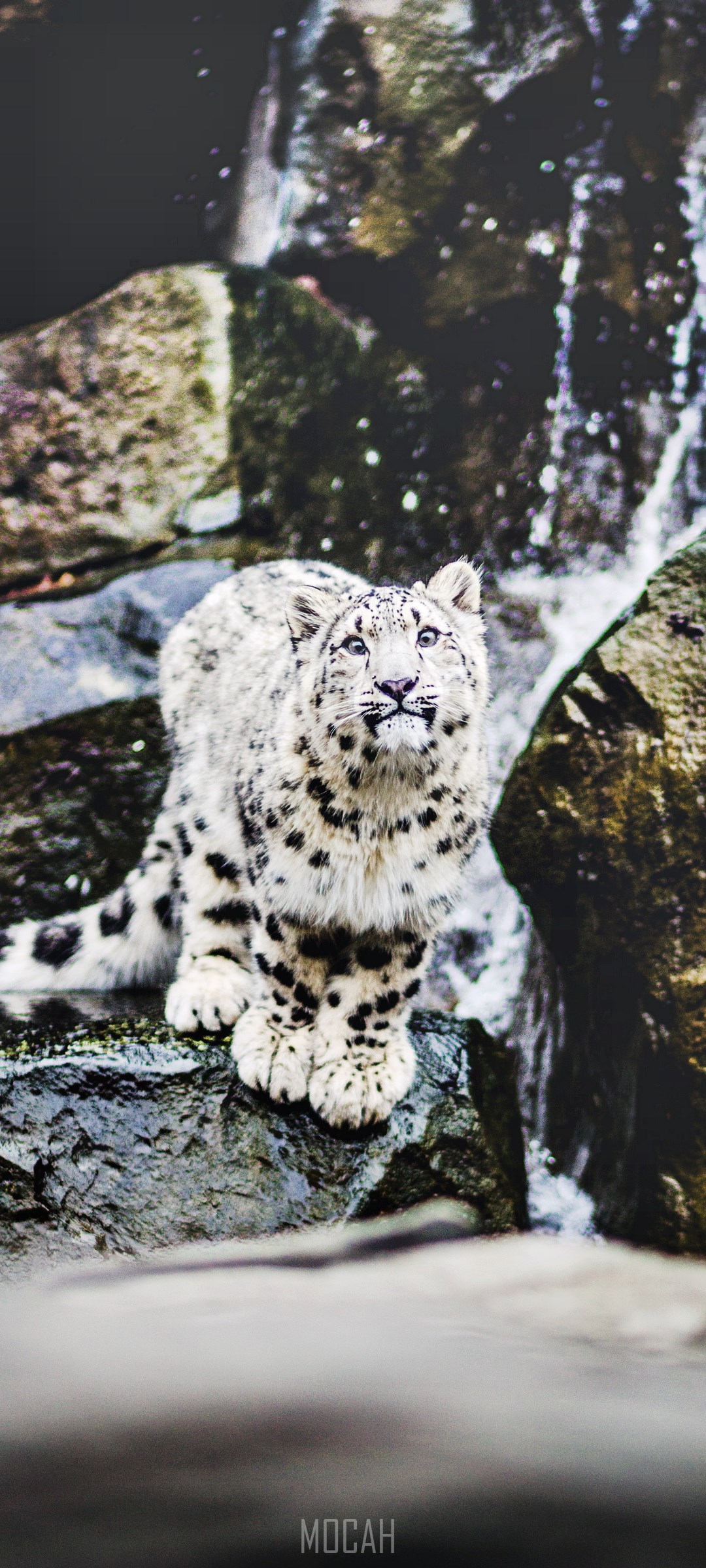 Snow Leopard on Rocks HD Phone Wallpaper