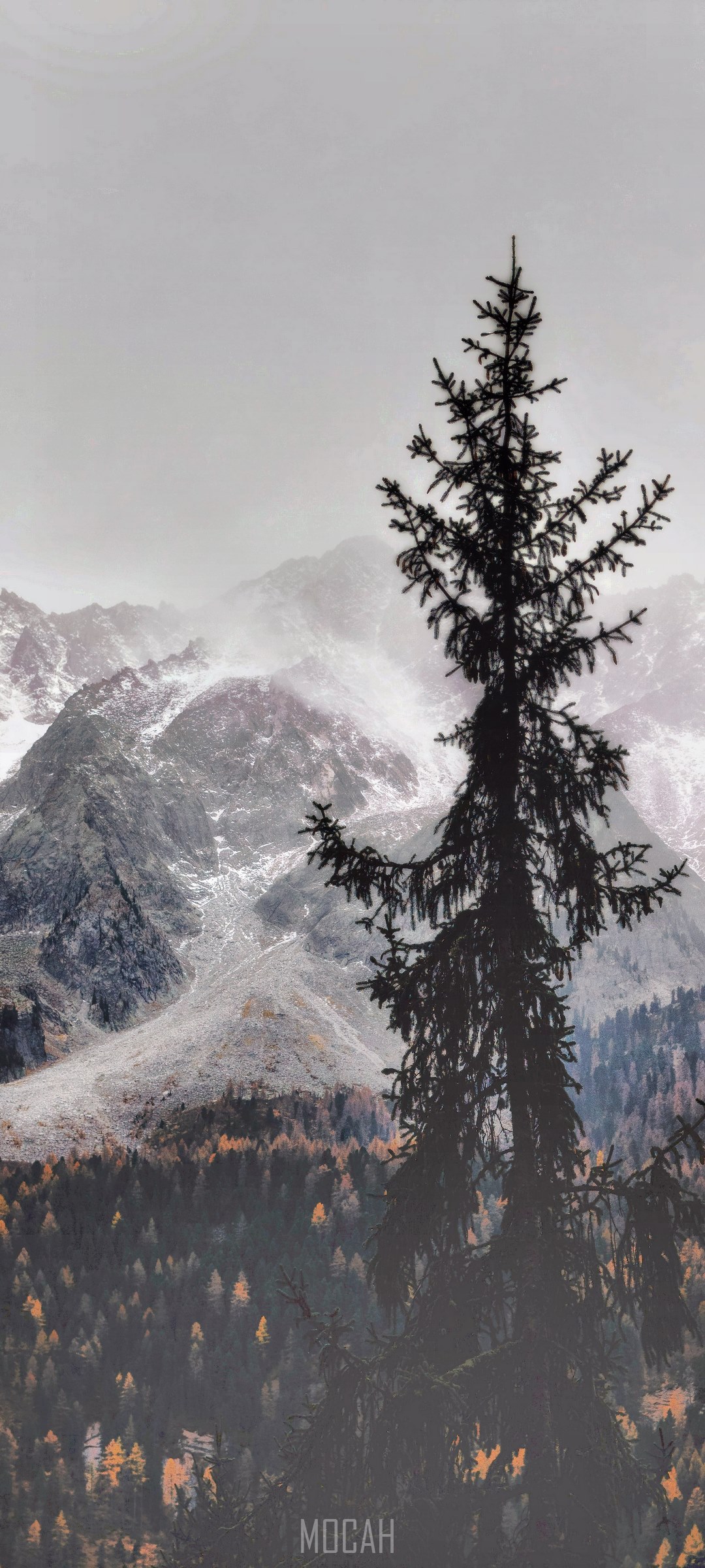 Silhouette of a pine tree against snowy mountains HD Phone Wallpaper